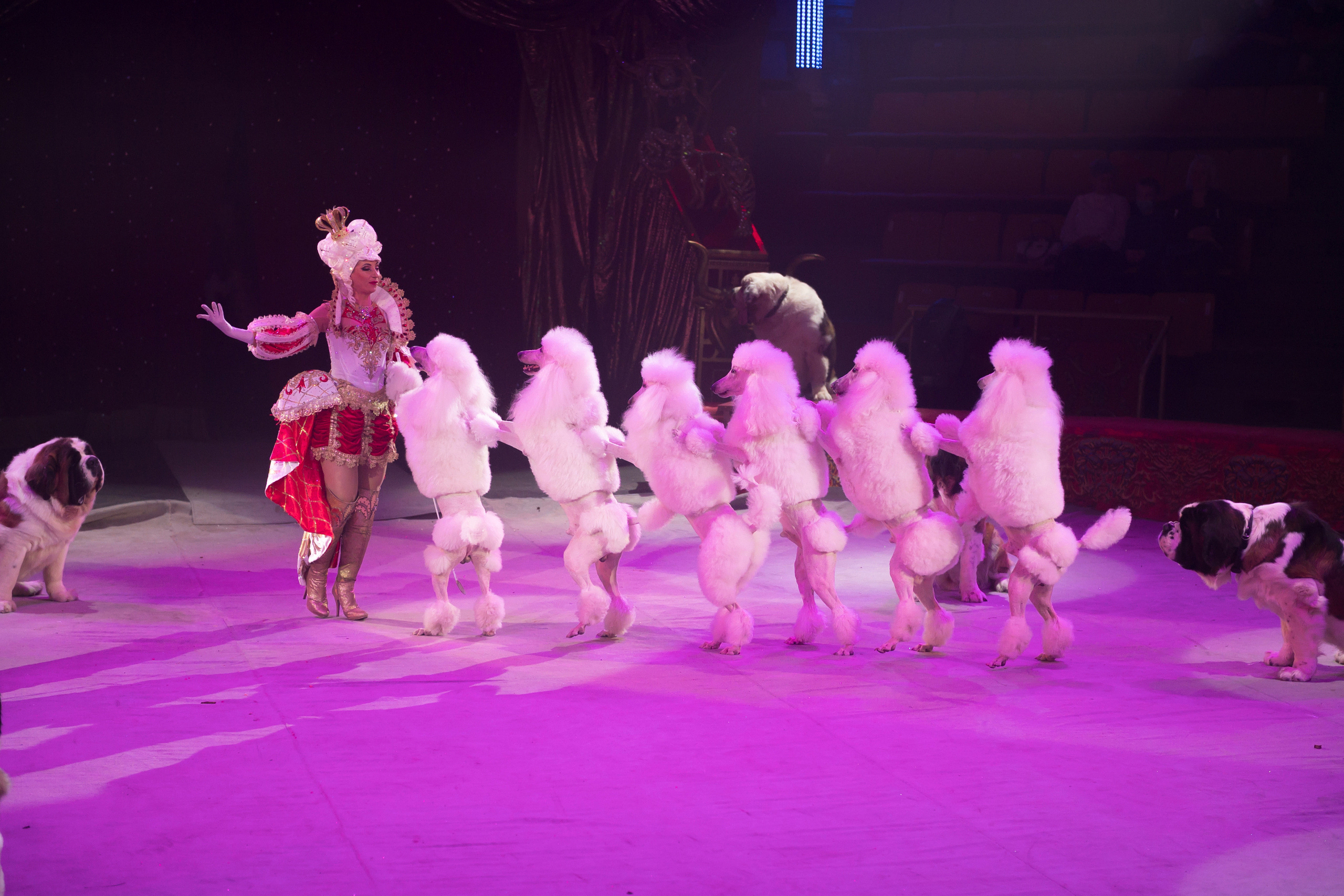 Фотосъёмка, репортаж премьеры Королевского Цирка Гии Эрадзе. Конный и фотограф с животными в Твери Топталова Люся