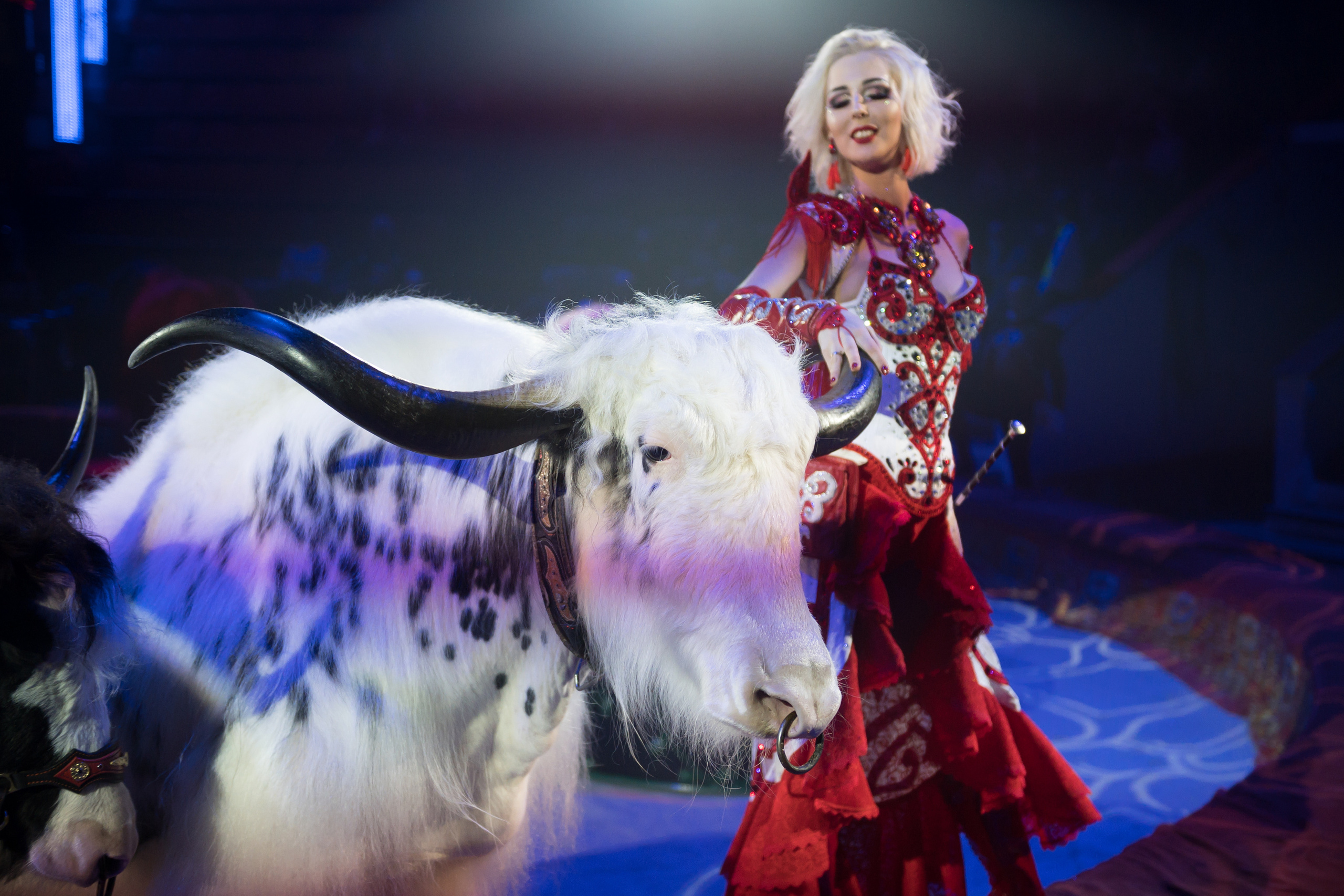 Фотосъёмка, репортаж премьеры Королевского Цирка Гии Эрадзе. Конный и фотограф с животными в Твери Топталова Люся