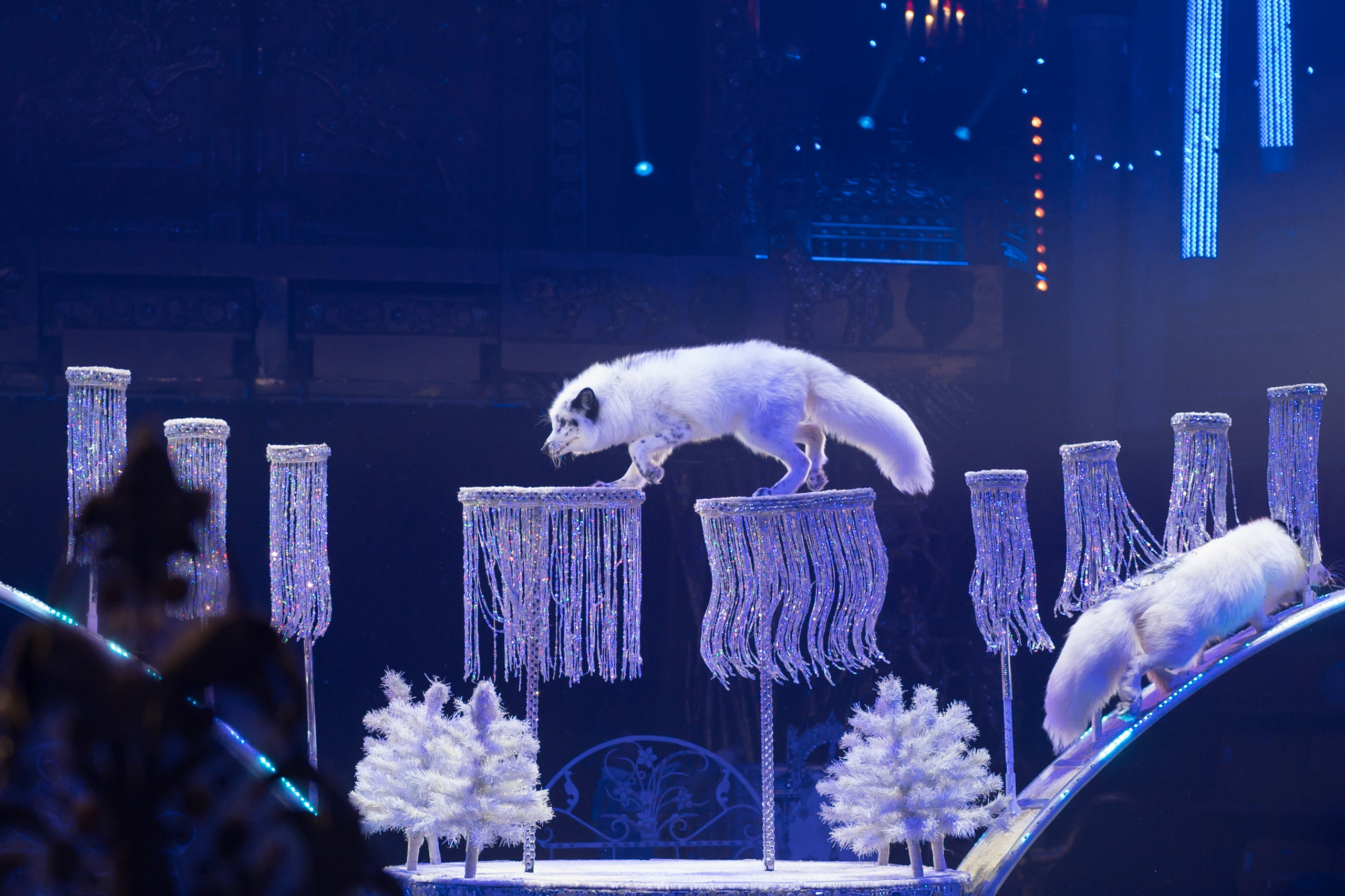 Фотосъёмка, репортаж премьеры Королевского Цирка Гии Эрадзе. Конный и фотограф с животными в Твери Топталова Люся