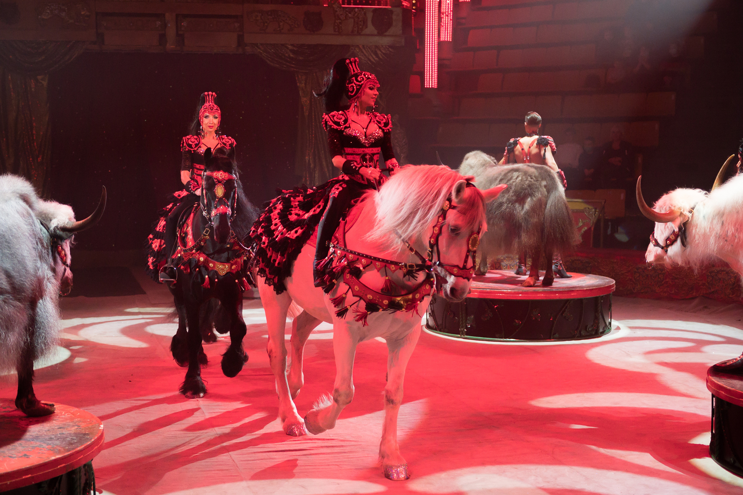 Фотосъёмка, репортаж премьеры Королевского Цирка Гии Эрадзе. Конный и фотограф с животными в Твери Топталова Люся