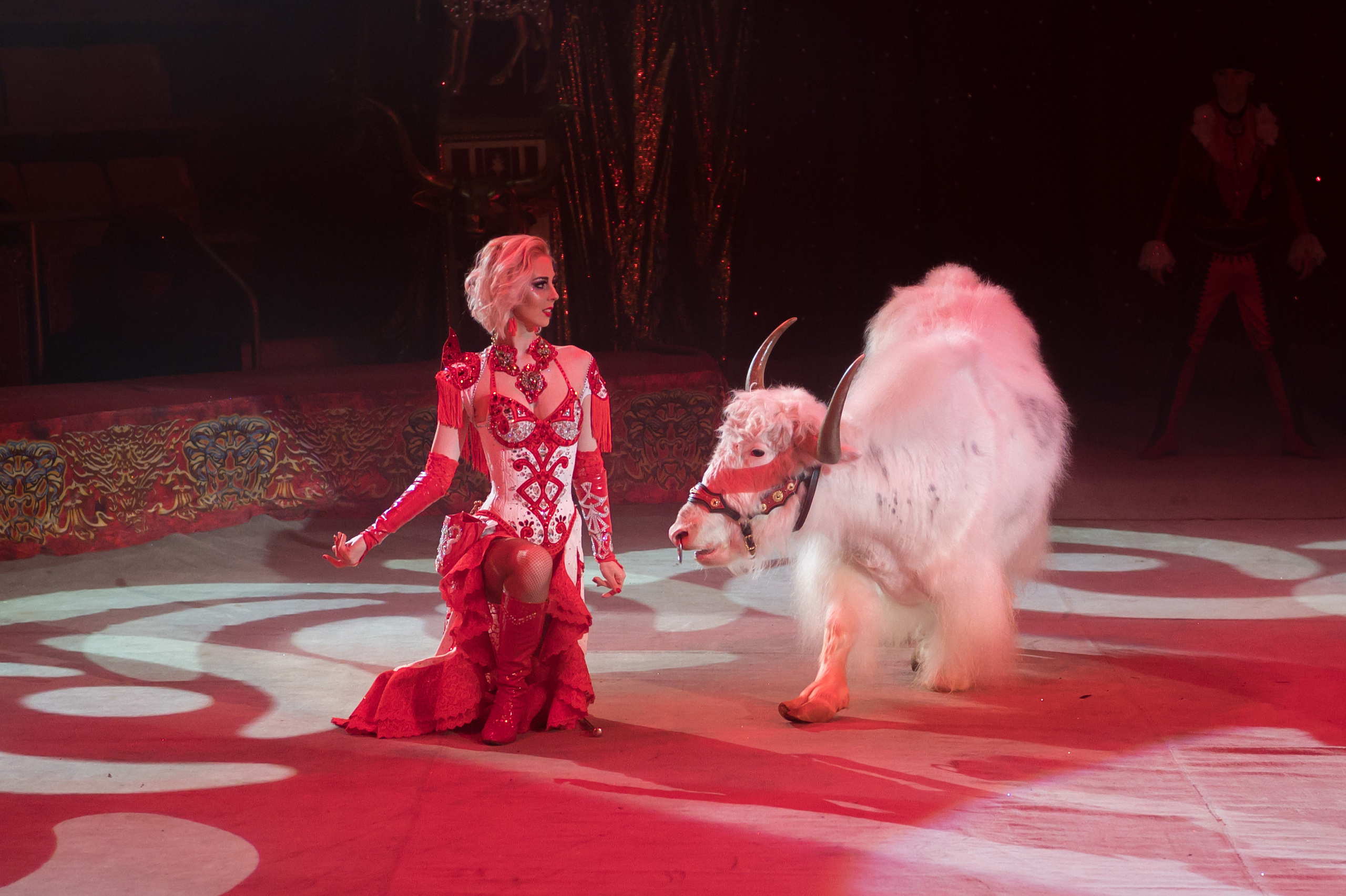 Фотосъёмка, репортаж премьеры Королевского Цирка Гии Эрадзе. Конный и фотограф с животными в Твери Топталова Люся