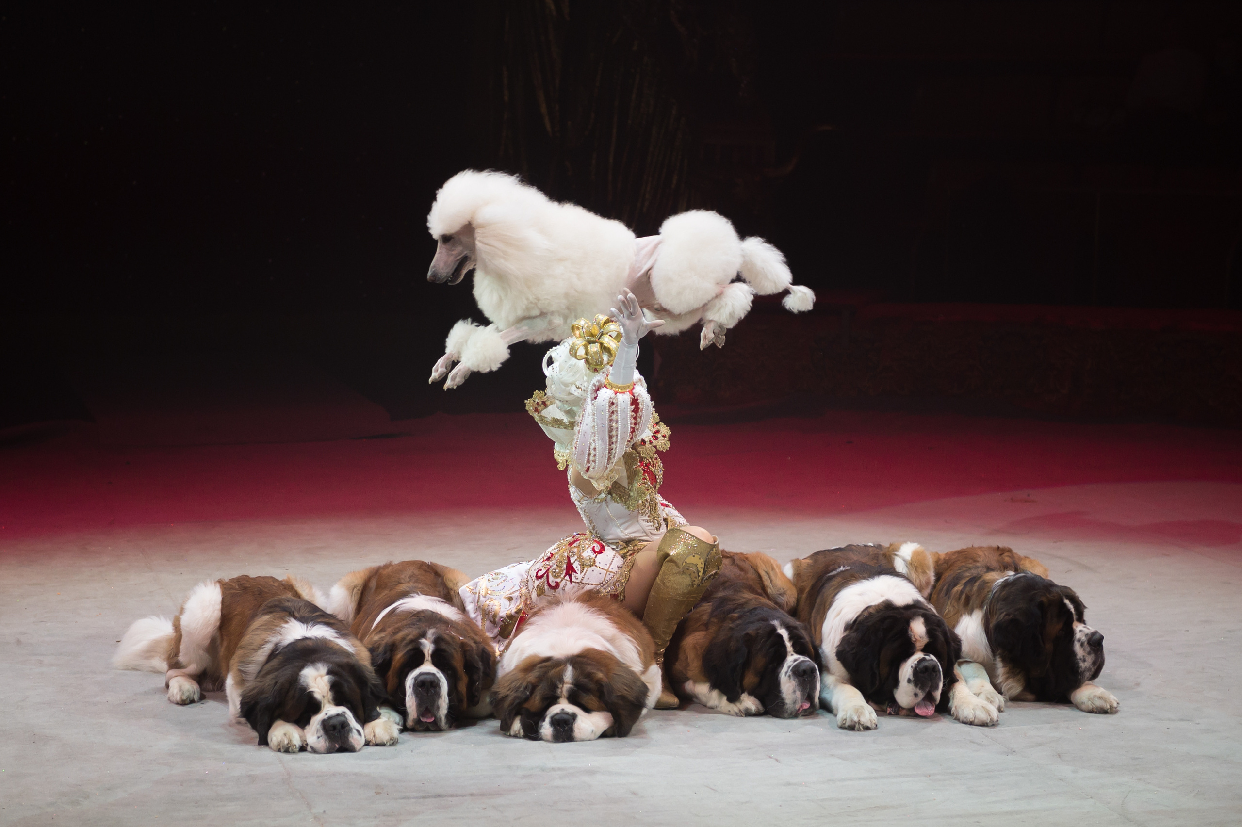 Фотосъёмка, репортаж премьеры Королевского Цирка Гии Эрадзе. Конный и фотограф с животными в Твери Топталова Люся