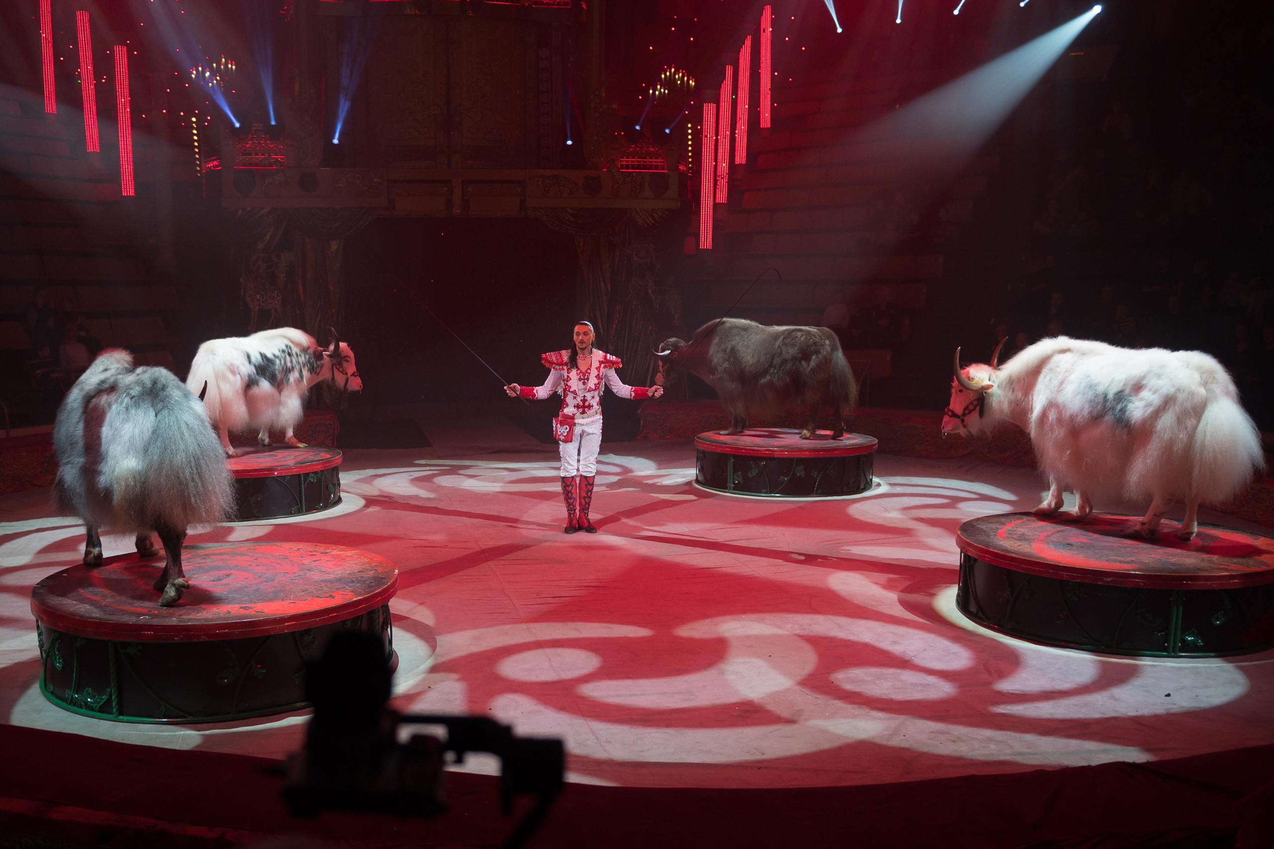 Фотосъёмка, репортаж премьеры Королевского Цирка Гии Эрадзе. Конный и фотограф с животными в Твери Топталова Люся