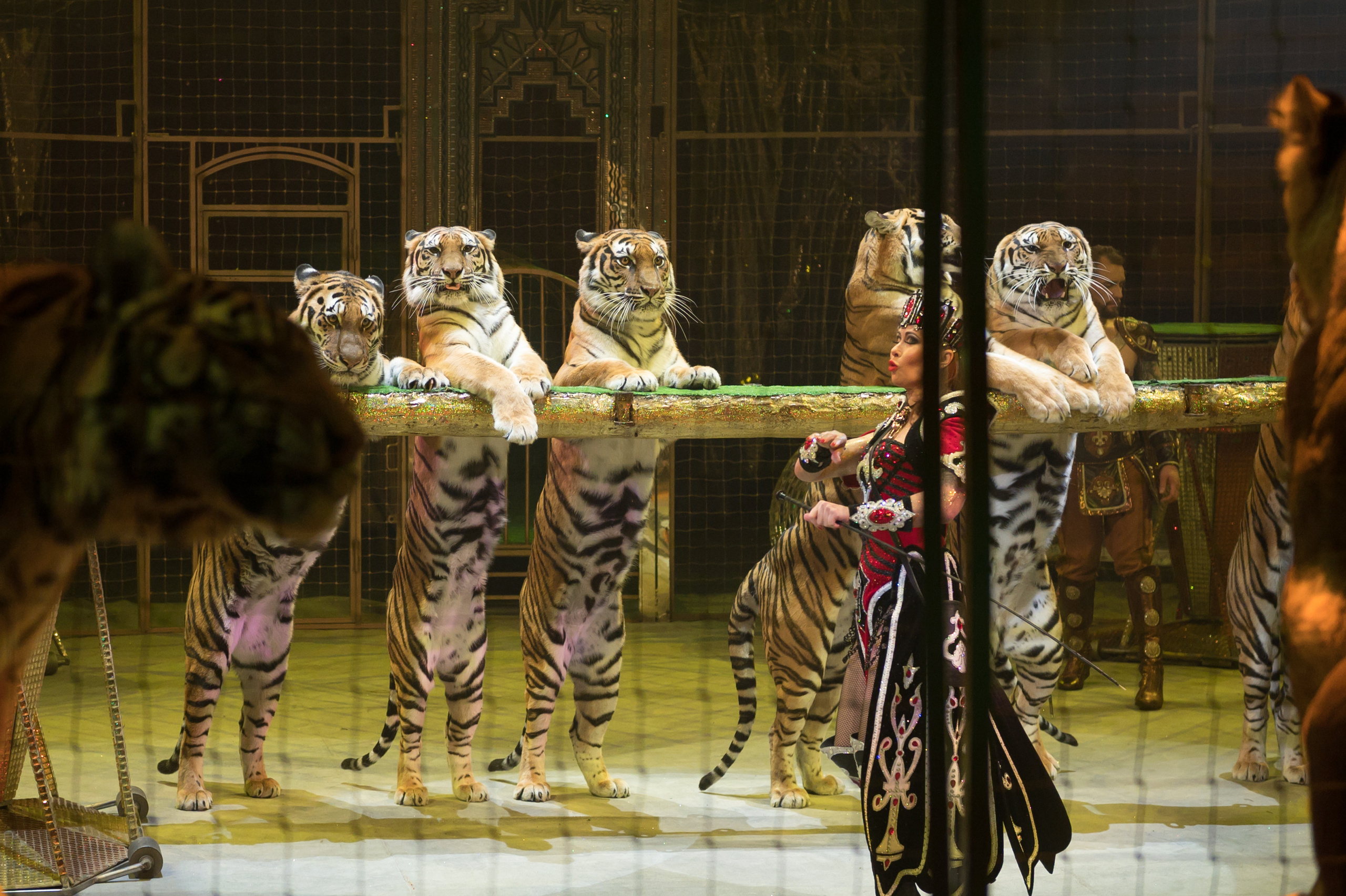 Фотосъёмка, репортаж премьеры Королевского Цирка Гии Эрадзе. Конный и фотограф с животными в Твери Топталова Люся