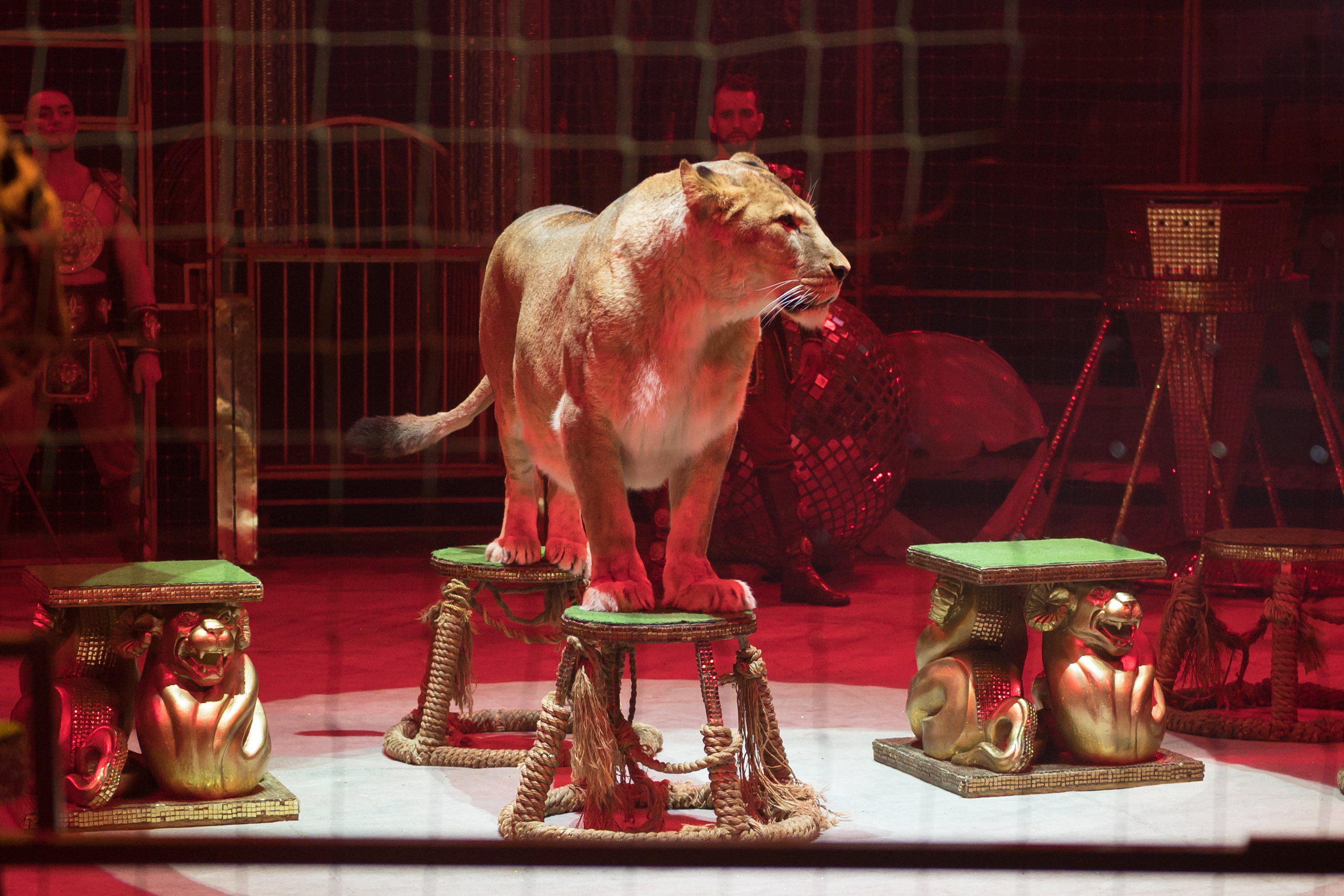 Фотосъёмка, репортаж премьеры Королевского Цирка Гии Эрадзе. Конный и фотограф с животными в Твери Топталова Люся