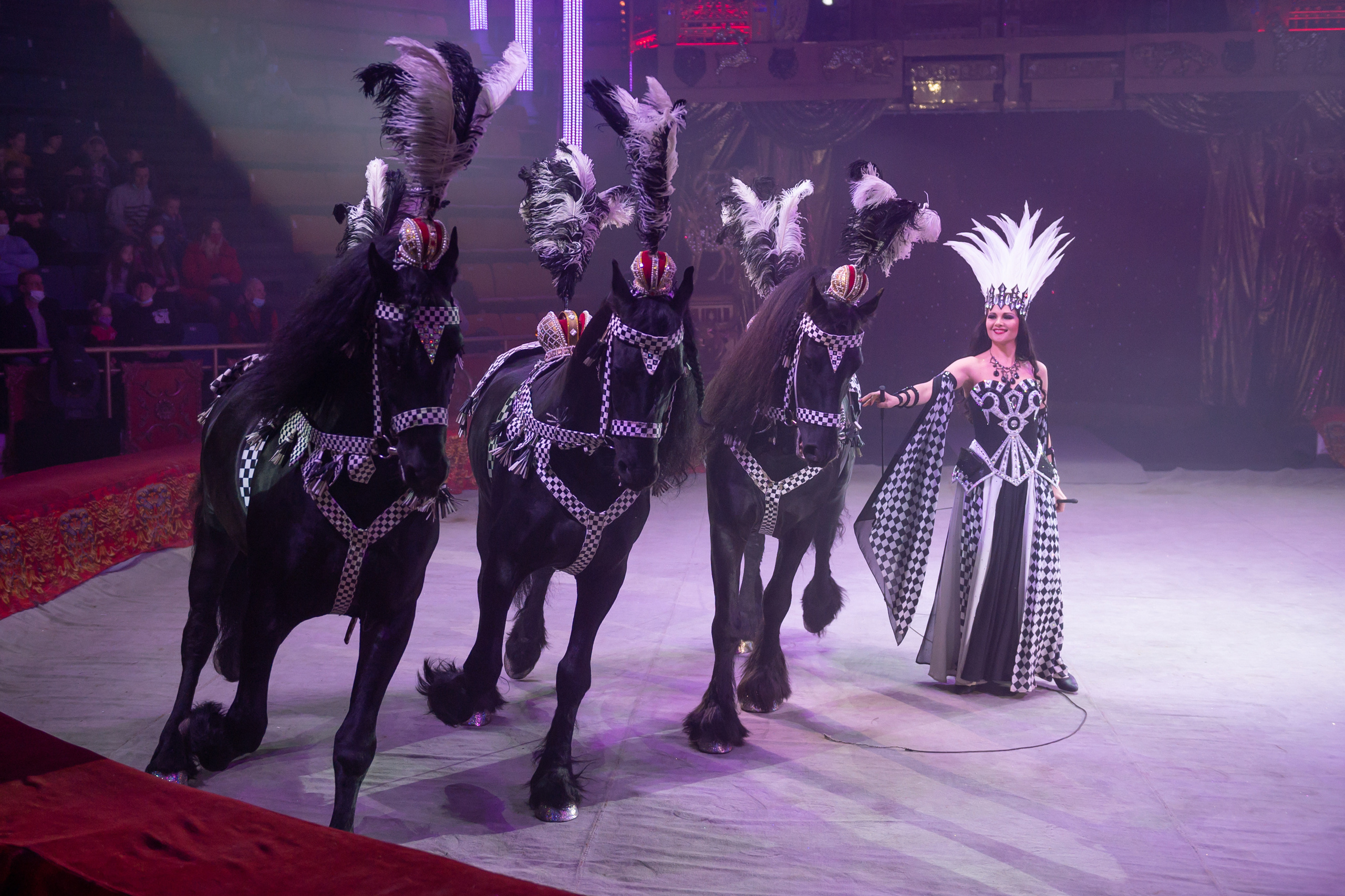 Фотосъёмка, репортаж премьеры Королевского Цирка Гии Эрадзе. Конный и фотограф с животными в Твери Топталова Люся