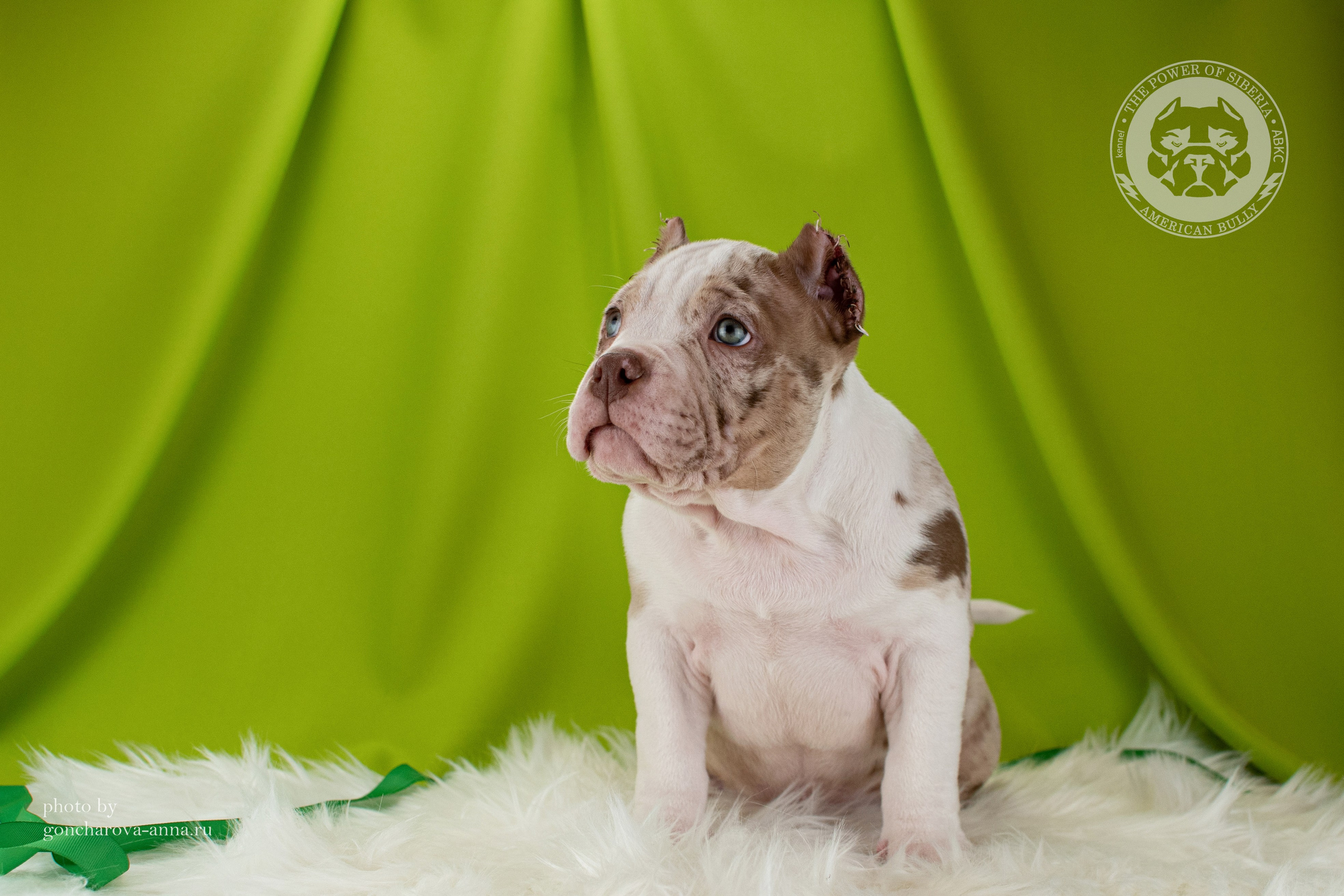 кобель на вязку Американский булли в Иркутске