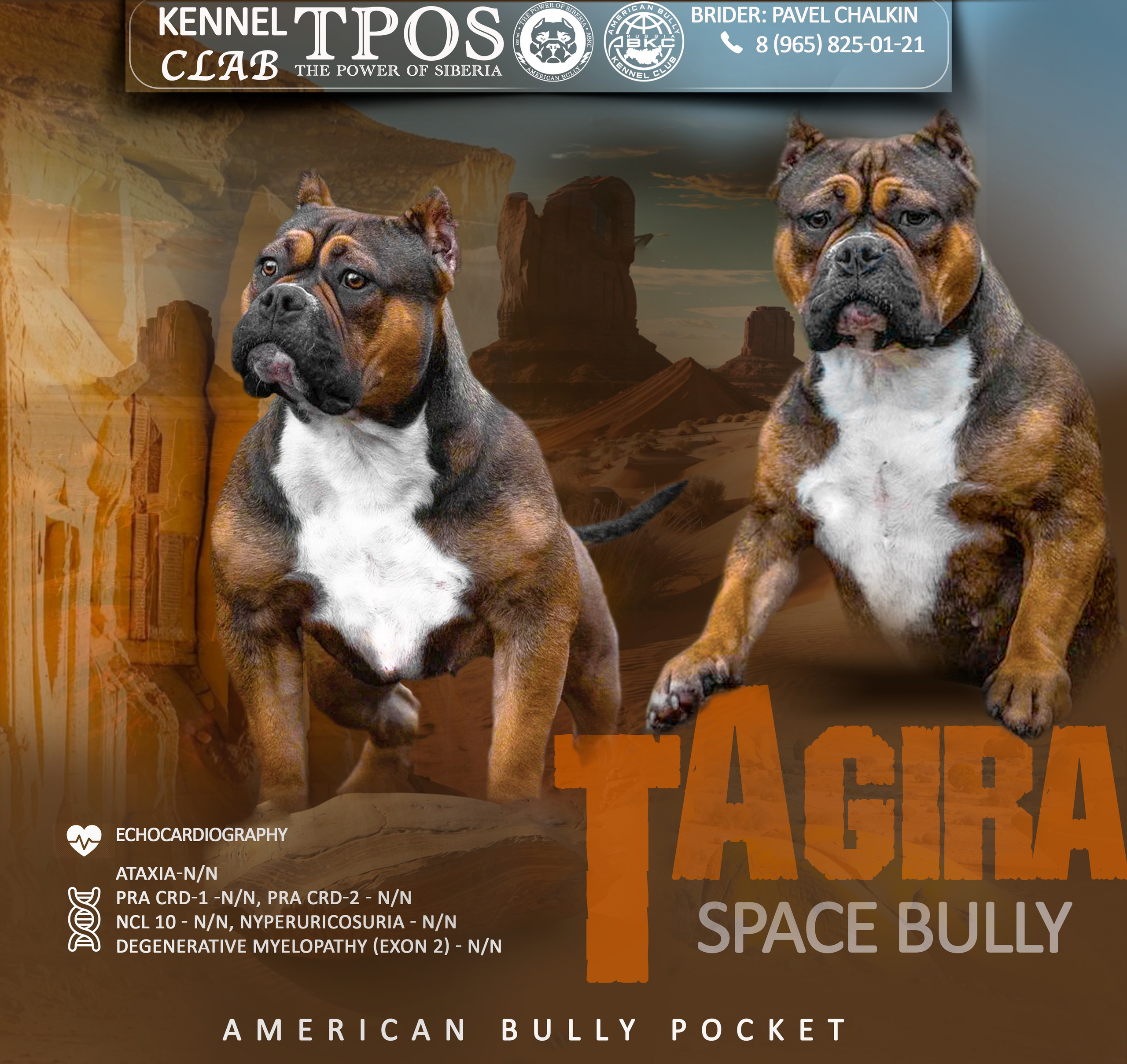 Американский Булли в г. Ростов-на-Дону. Питомник THE POWER OF SIBERIA