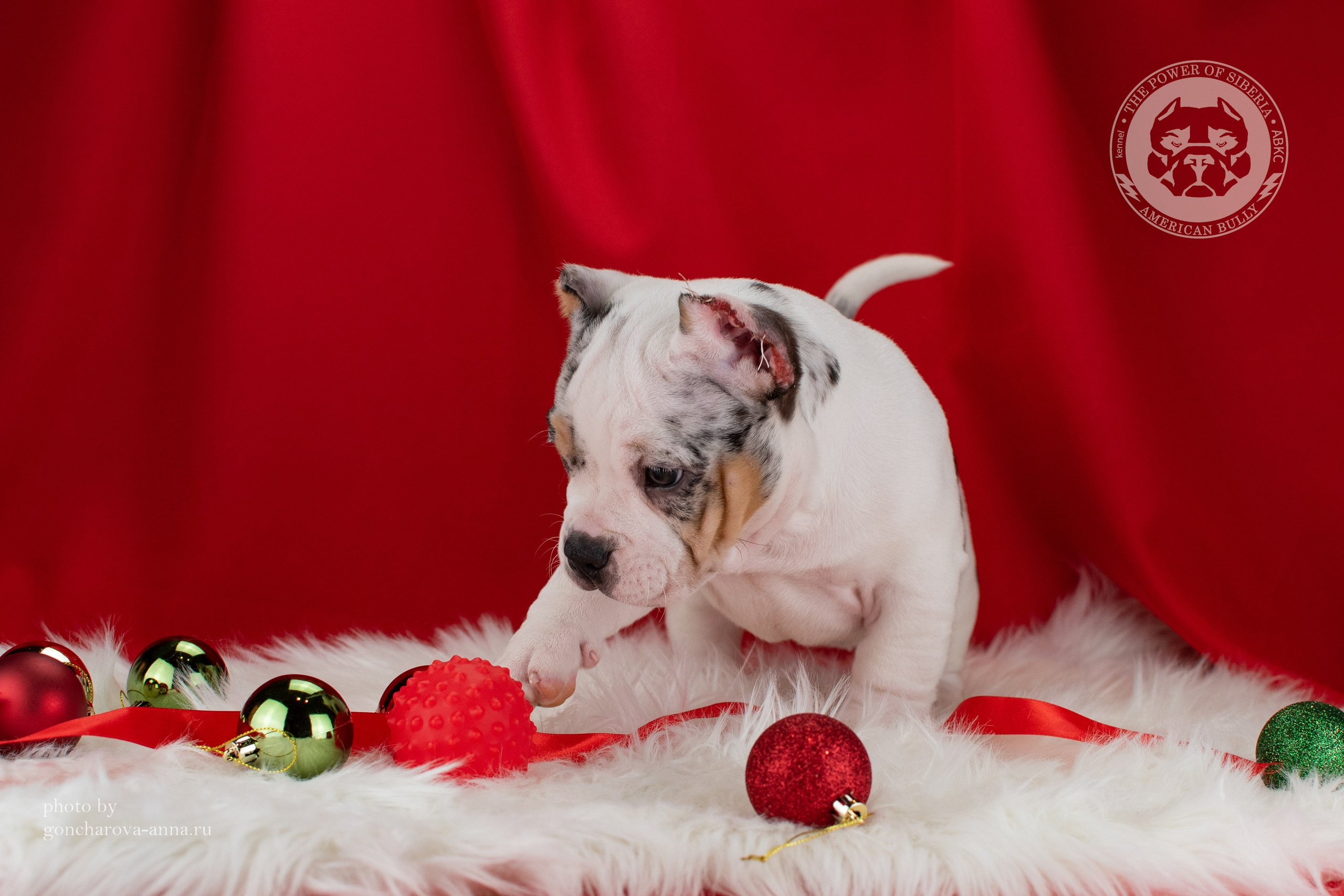 купить щенка в официальном питомнике Американских булли в Екатеринбурге