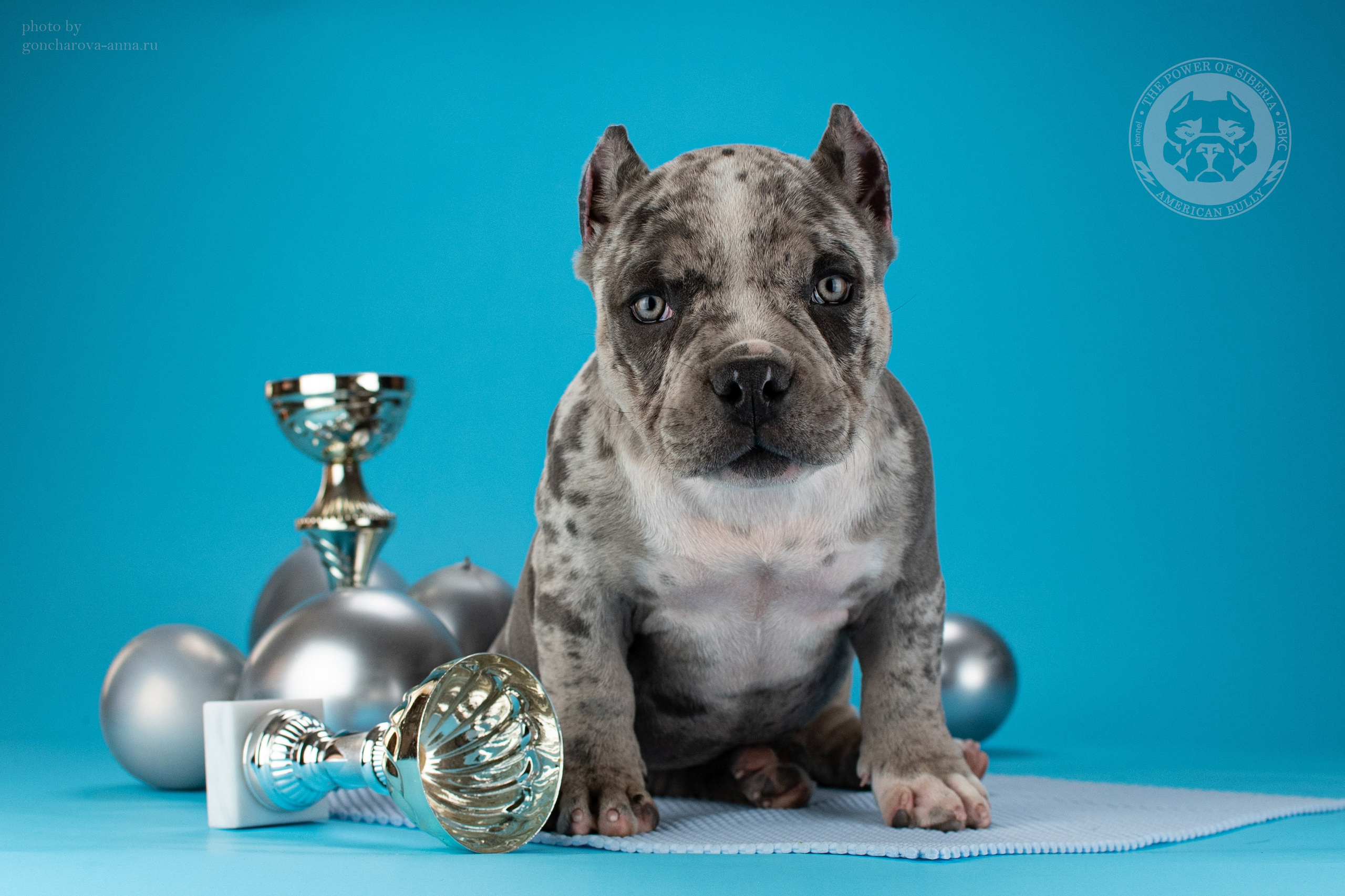 продажа щенков амбулли в Уфе