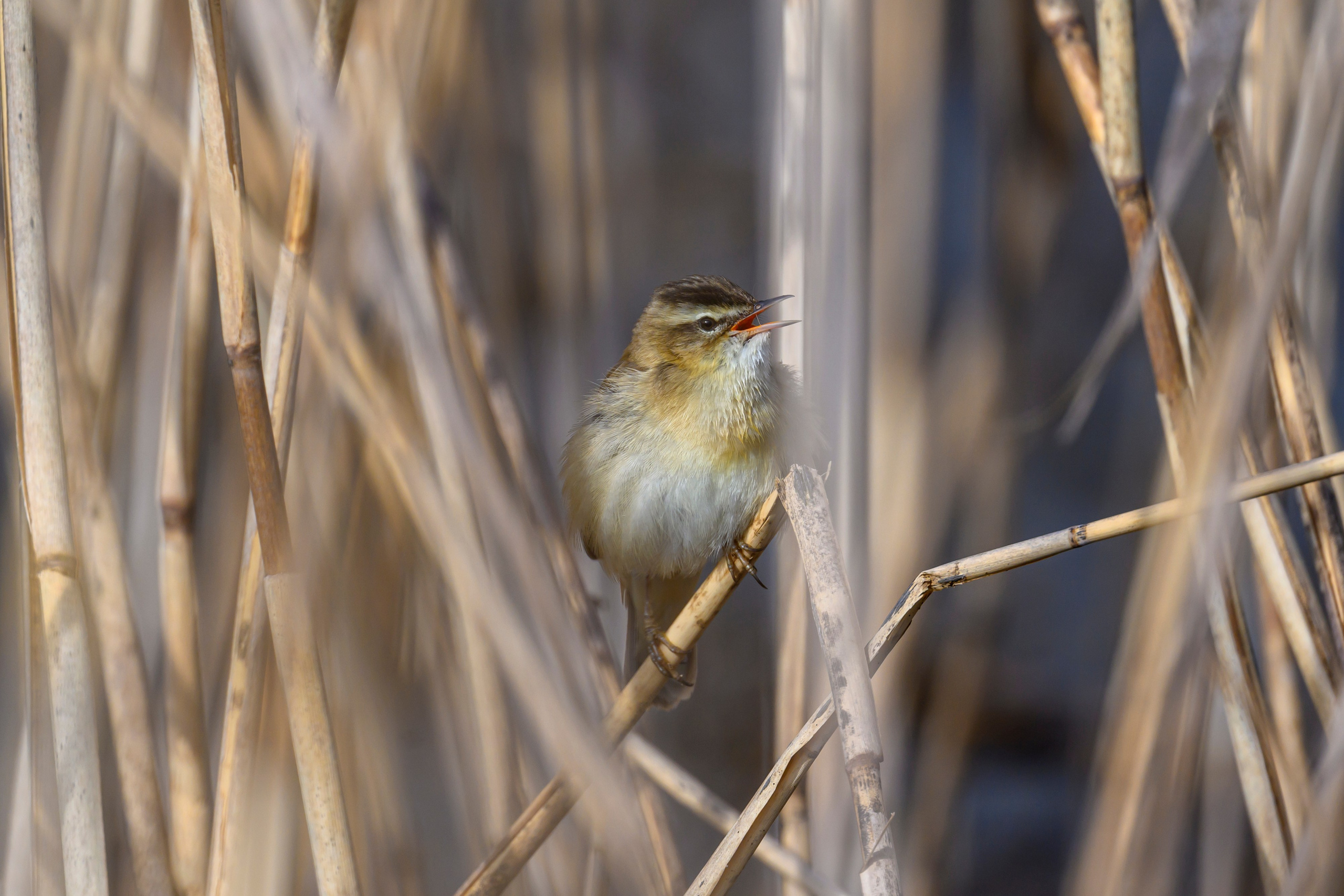 Чекан, гнезда пустельги и чибиса. Фотограф Сергей Пупонин