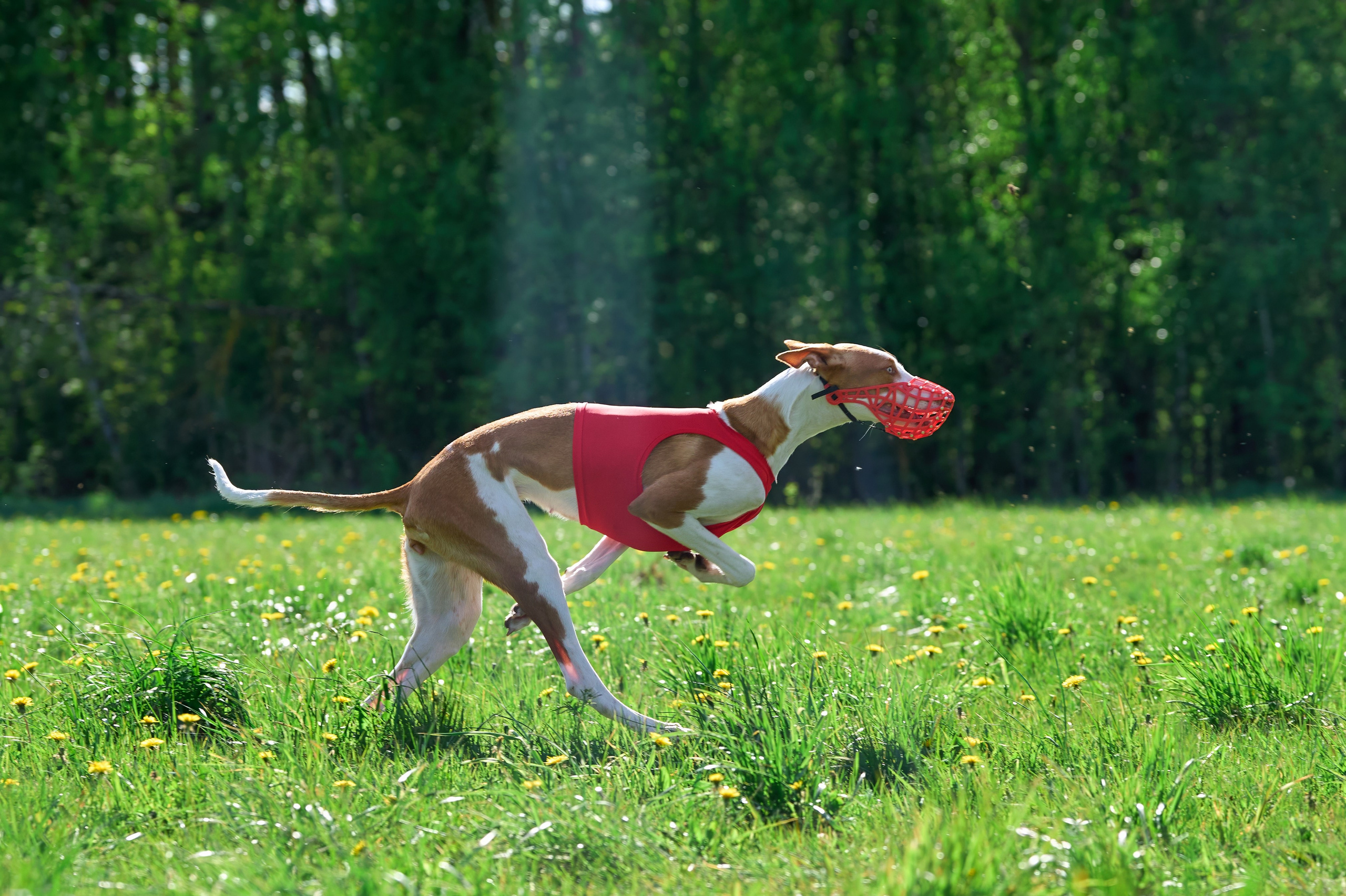 Квалификация по курсингу Донино. Фотограф-анималист Михаил Манухин