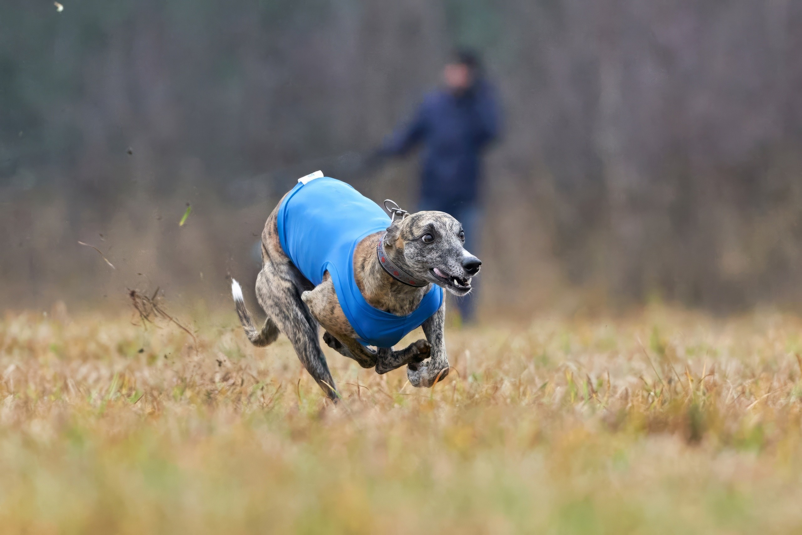 Состязания свор «Тройки». Фотограф-анималист Михаил Манухин