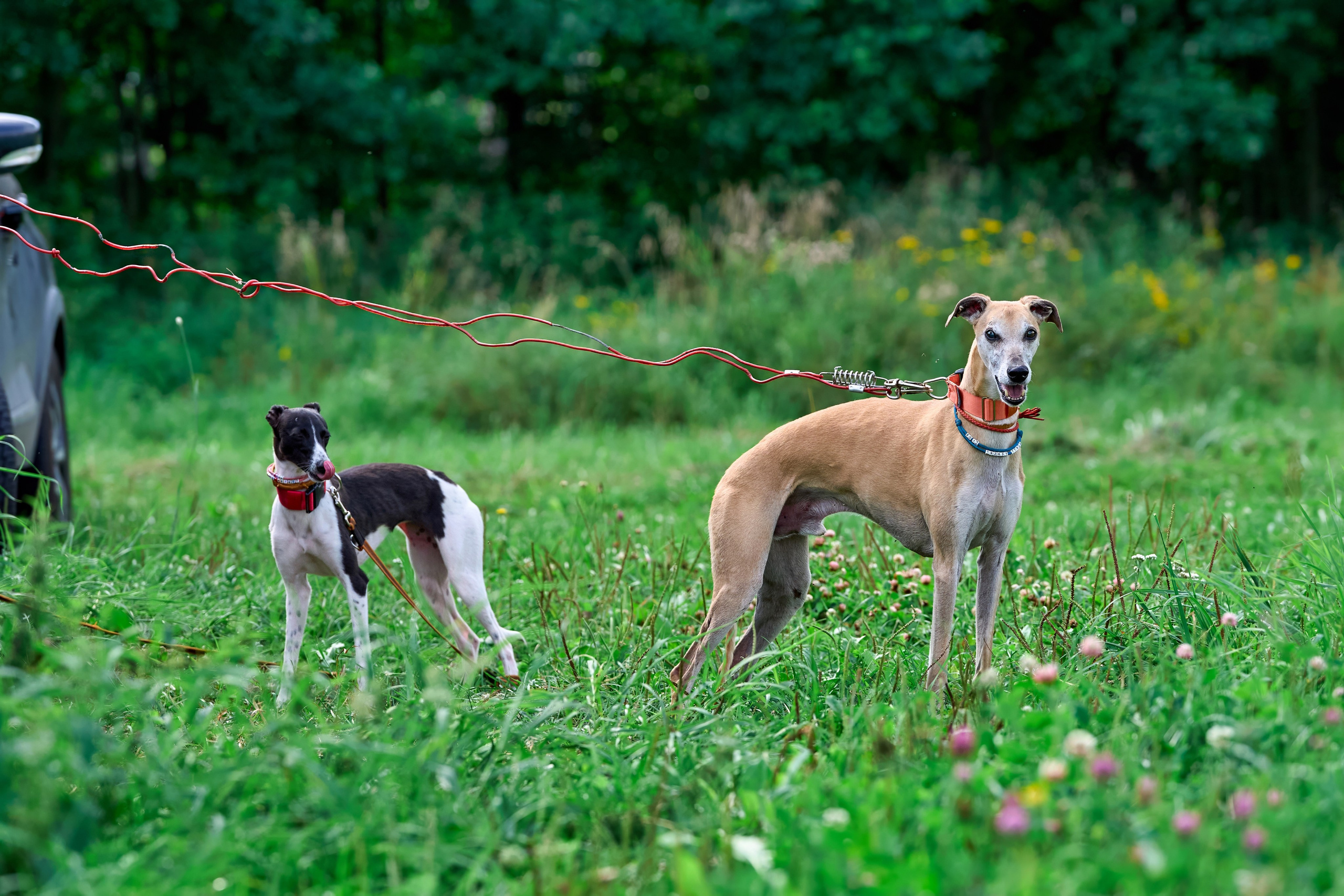 Тренировка в Донино. Фотограф-анималист Михаил Манухин