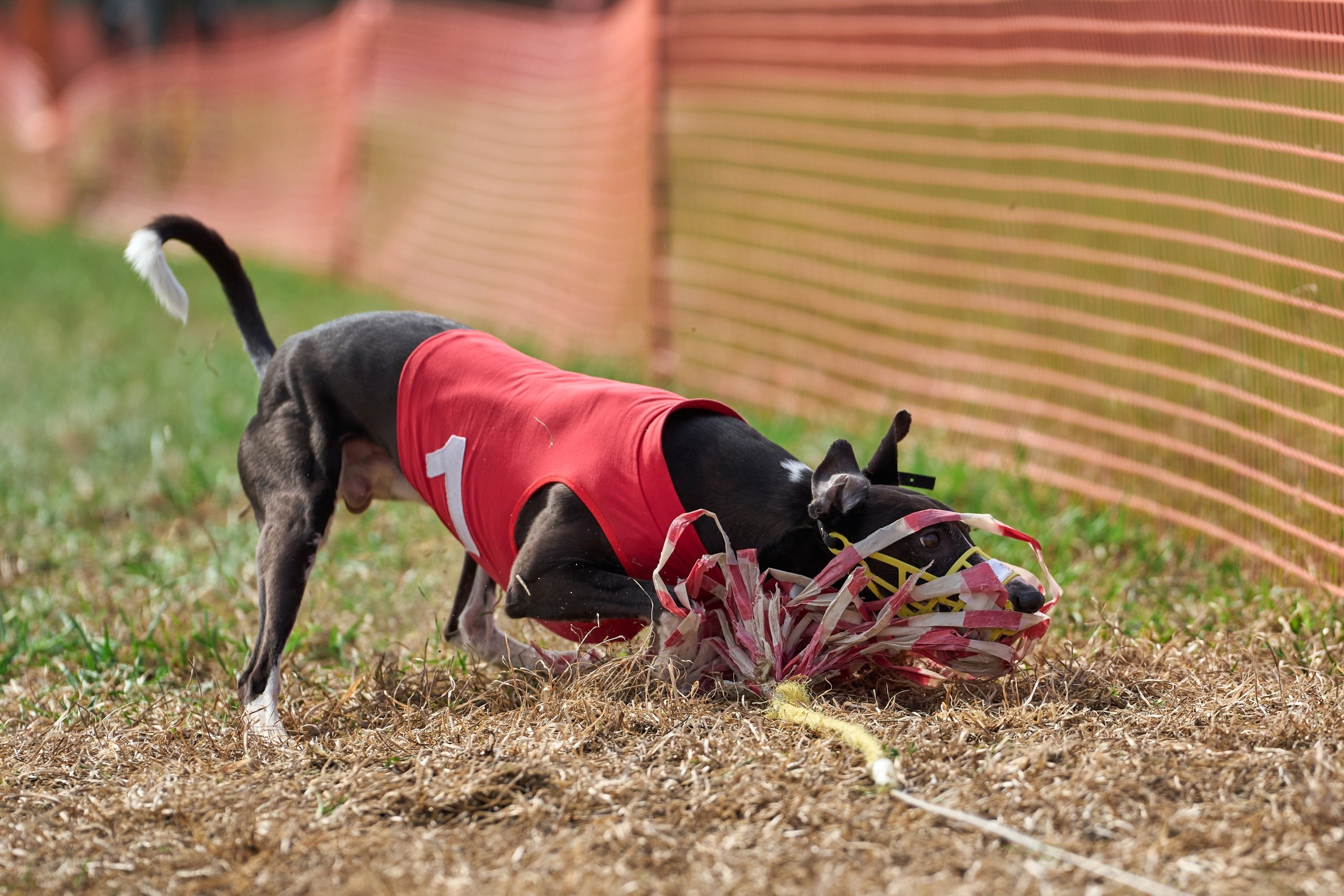 Квалификация по рейсингу. Фотограф-анималист Михаил Манухин