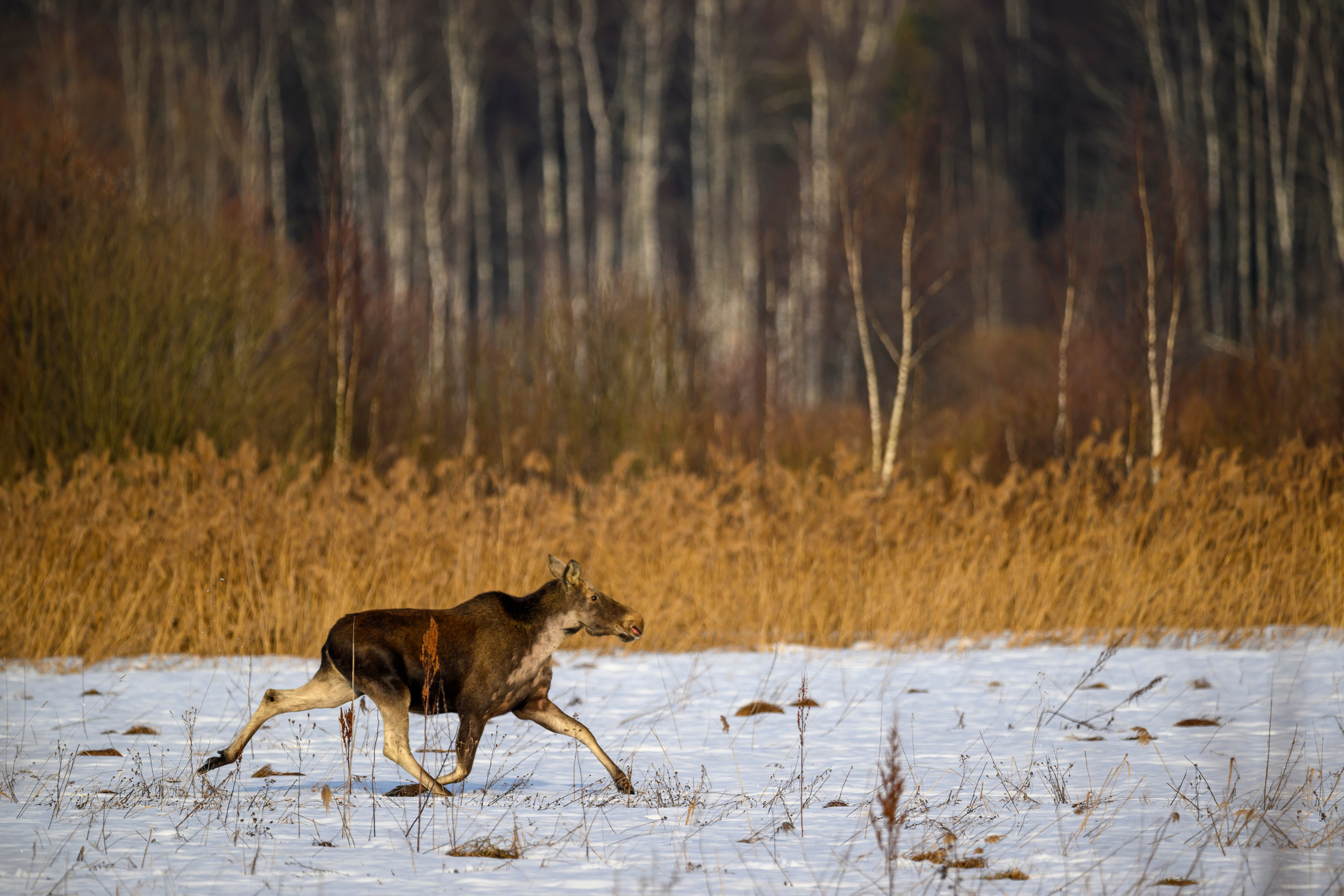 Лоси и куропатки. Фотограф Сергей Пупонин