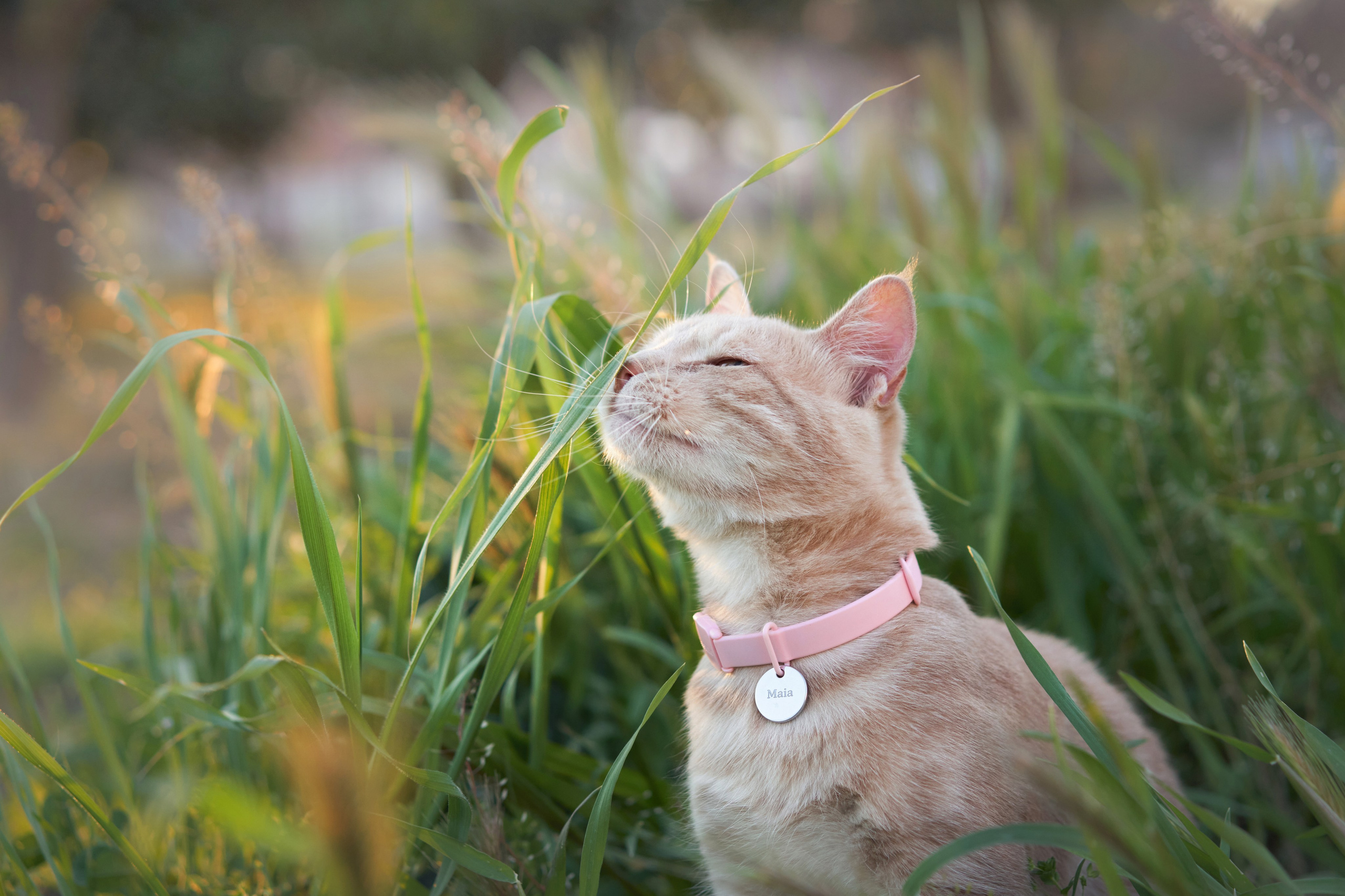 Pet Advertising Photography | Commercial Shoots with Dogs & Cats. Dog photographer Averianova Anna — Art photography of dogs