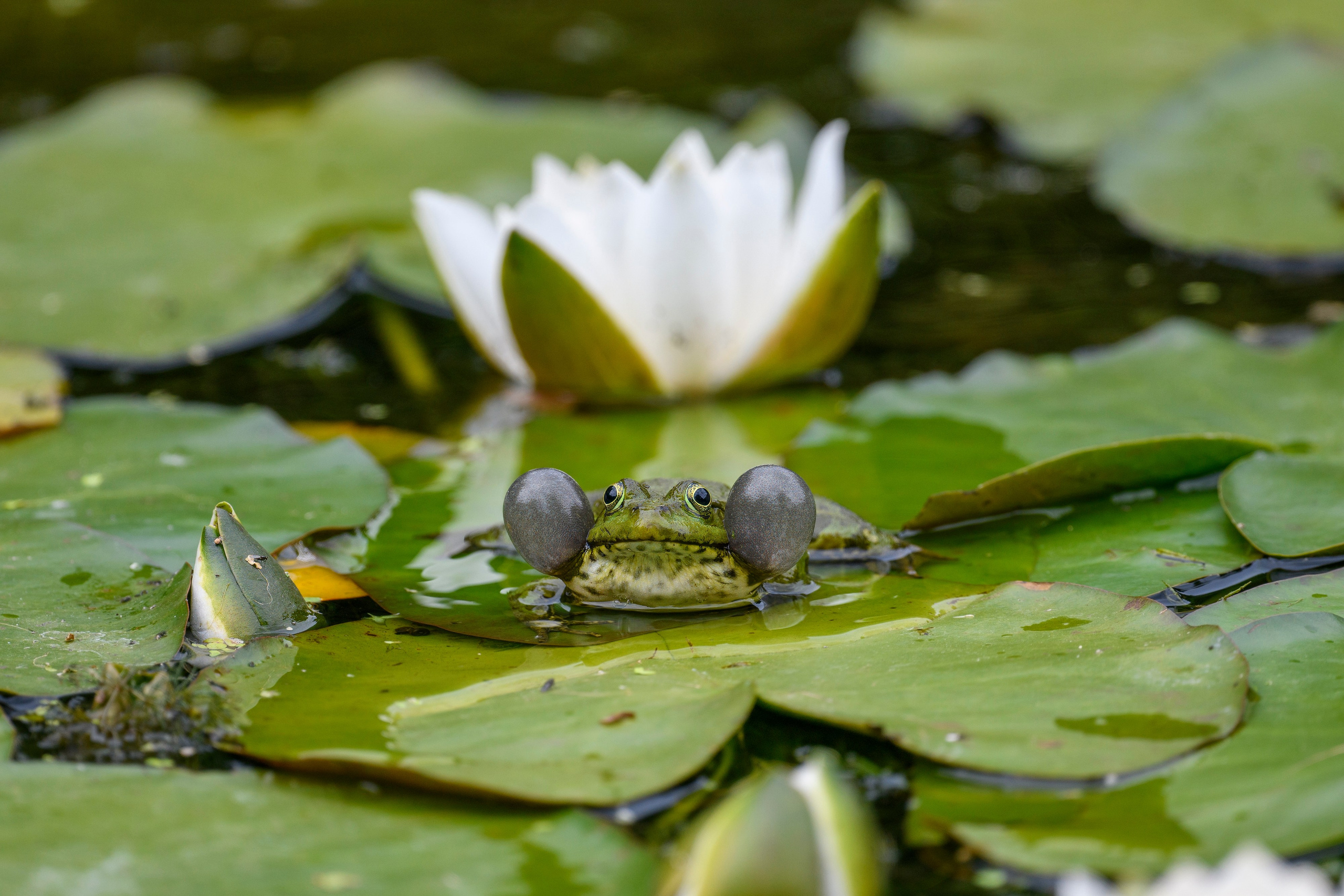 ГБС, Москва. Фотограф Сергей Пупонин