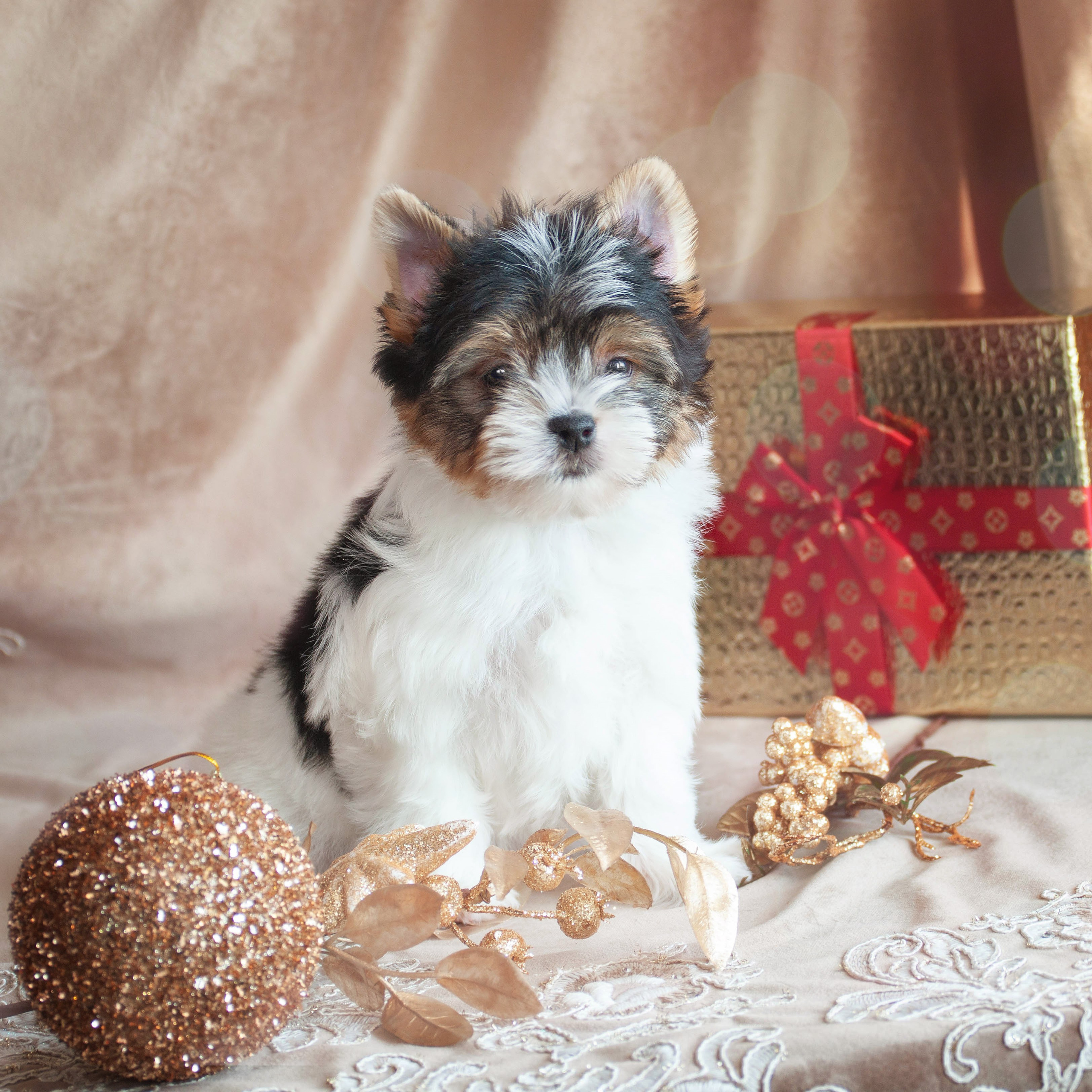 Щенки. Slavilada-Лапки. Свет. Любовь… Профессиональная фотосессия питомцев Для памяти, пристройства и продажи. Хабаровск