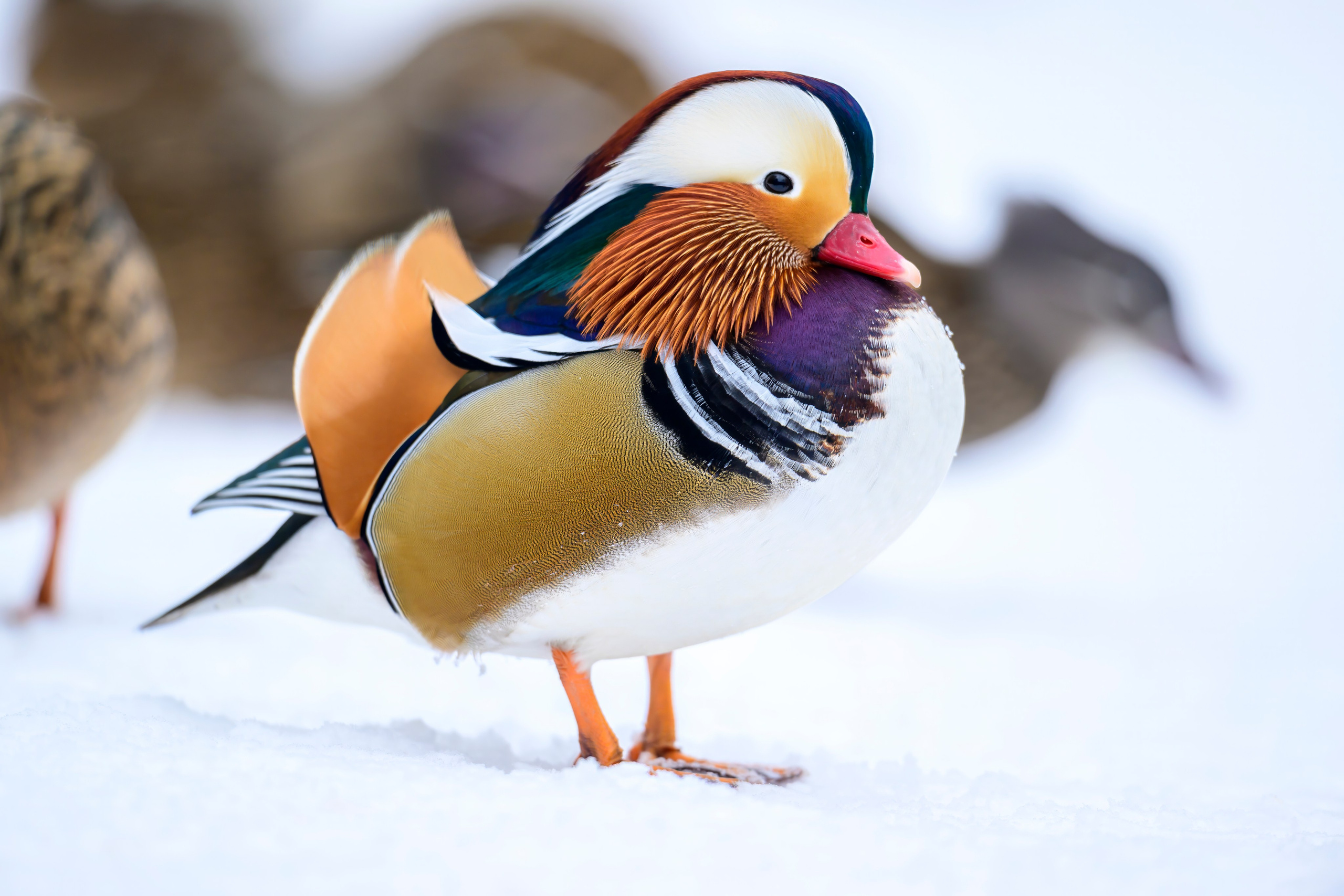 Мандаринки. Mandarin ducks. Фотограф Сергей Пупонин