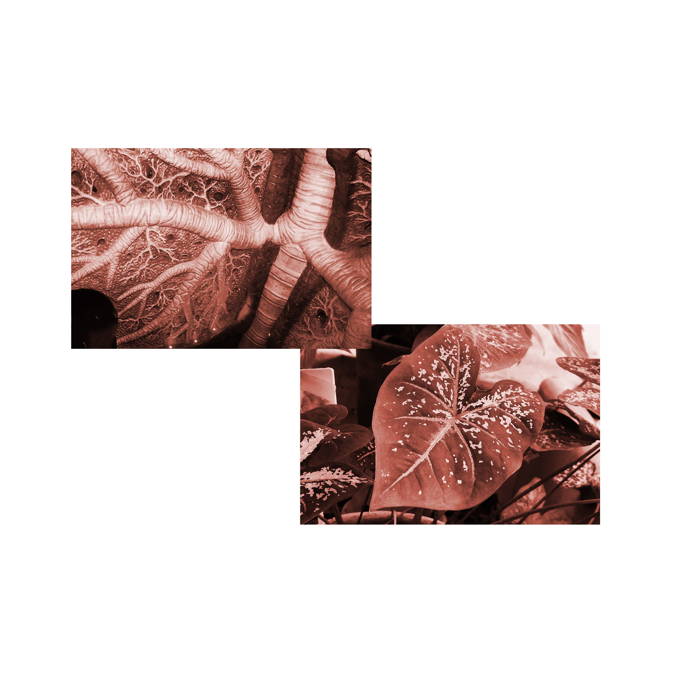 The Red Queen Principle *. Home