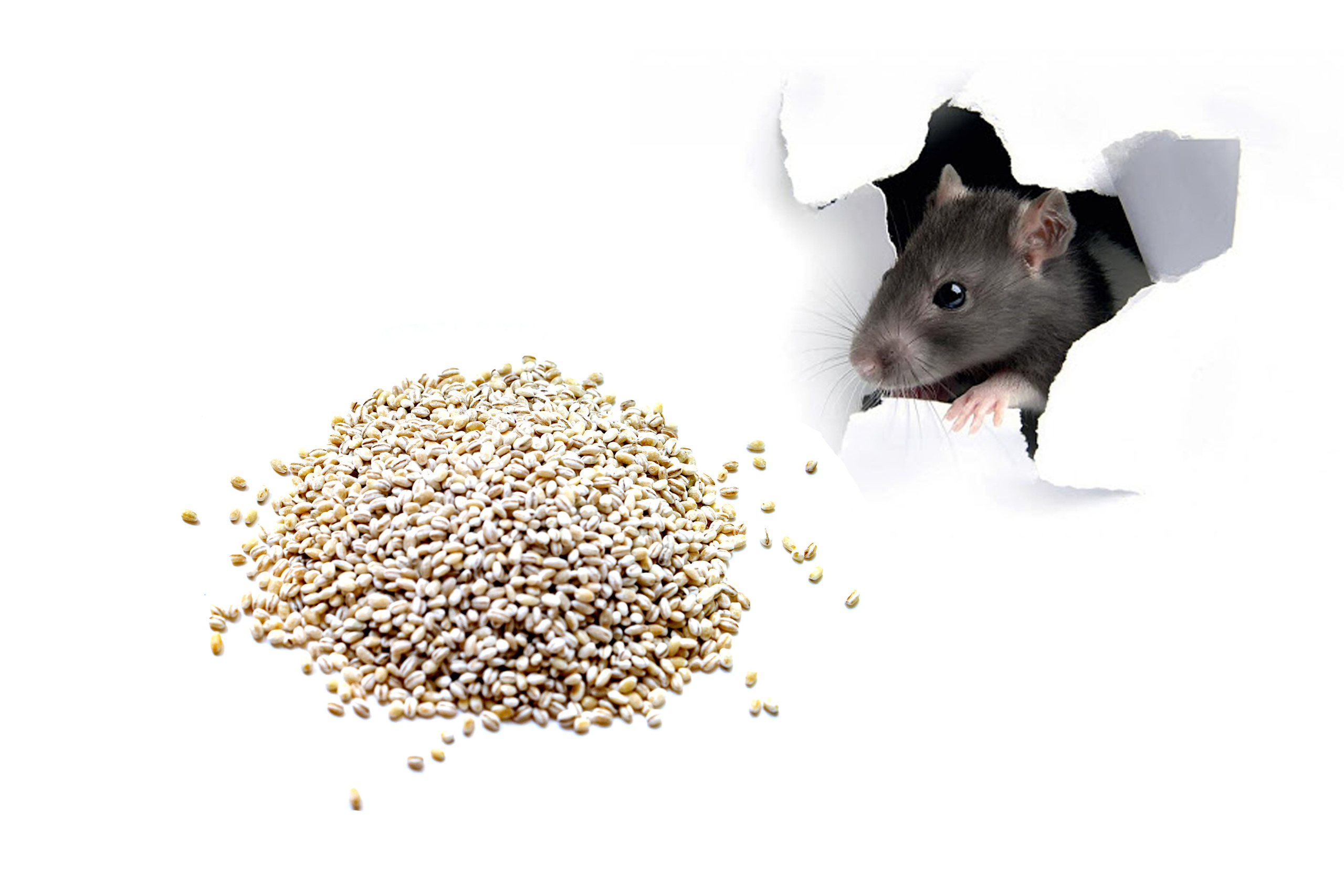 The Red Queen Principle *. Home