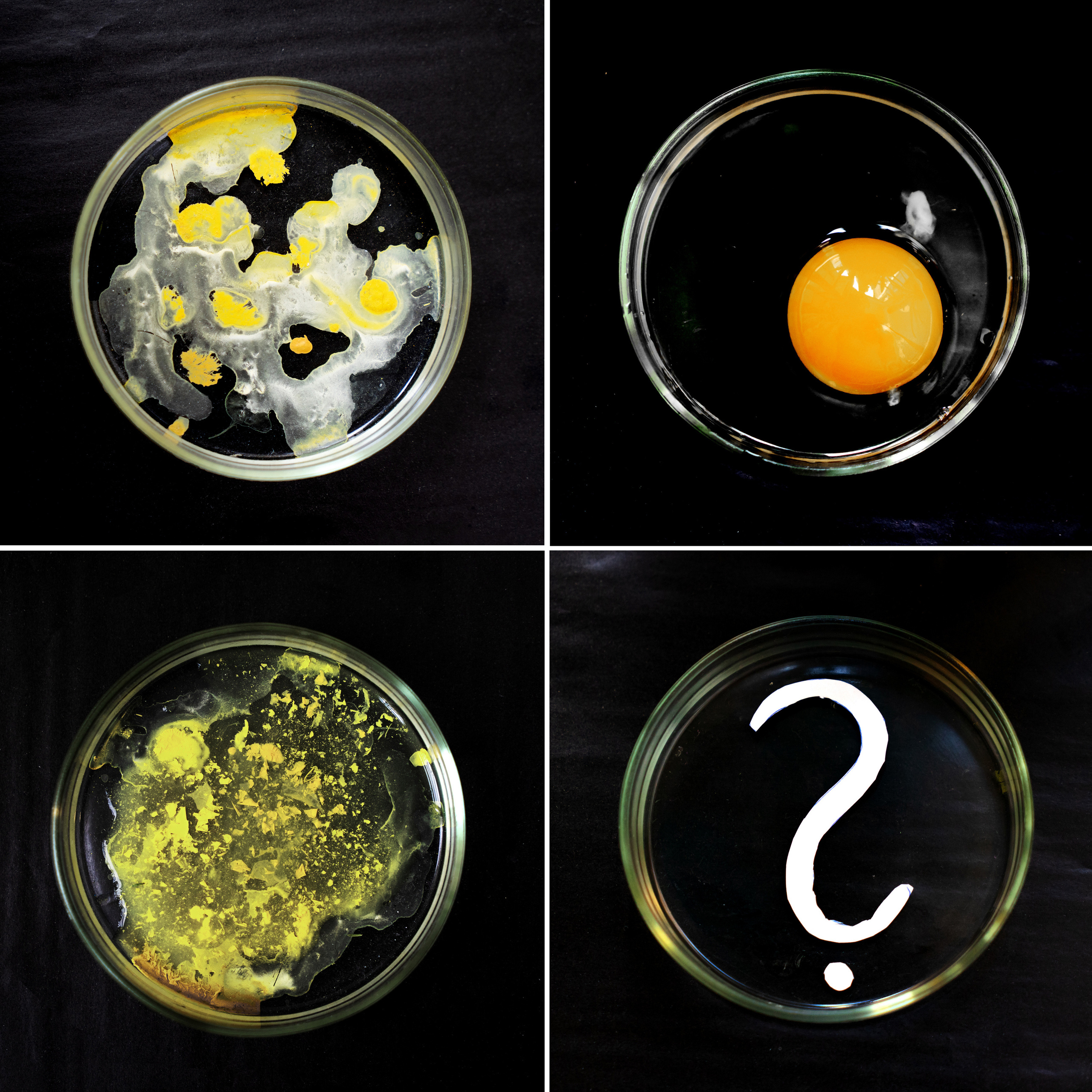 The Red Queen Principle *. Home