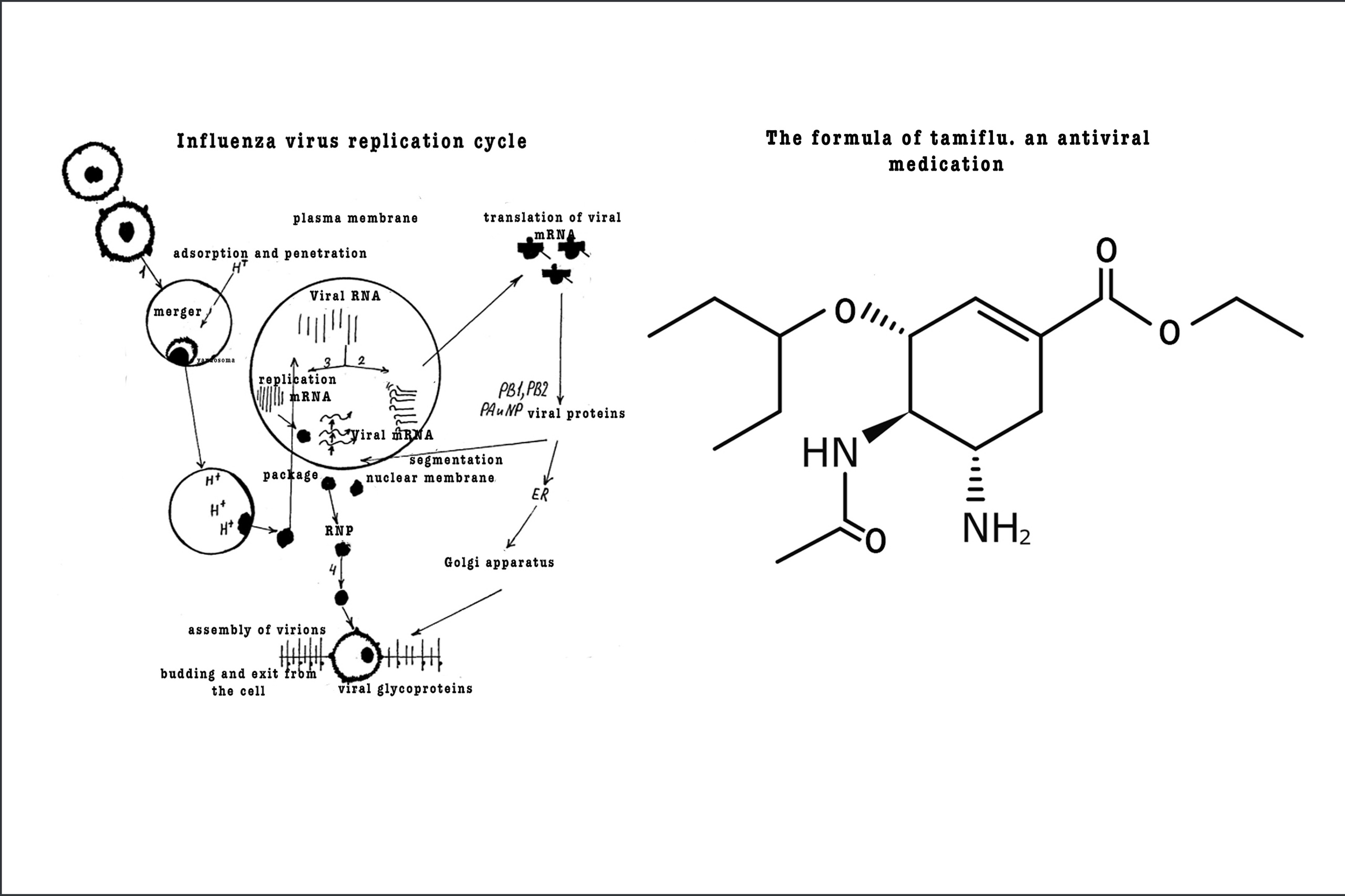 The Red Queen Principle *. Home