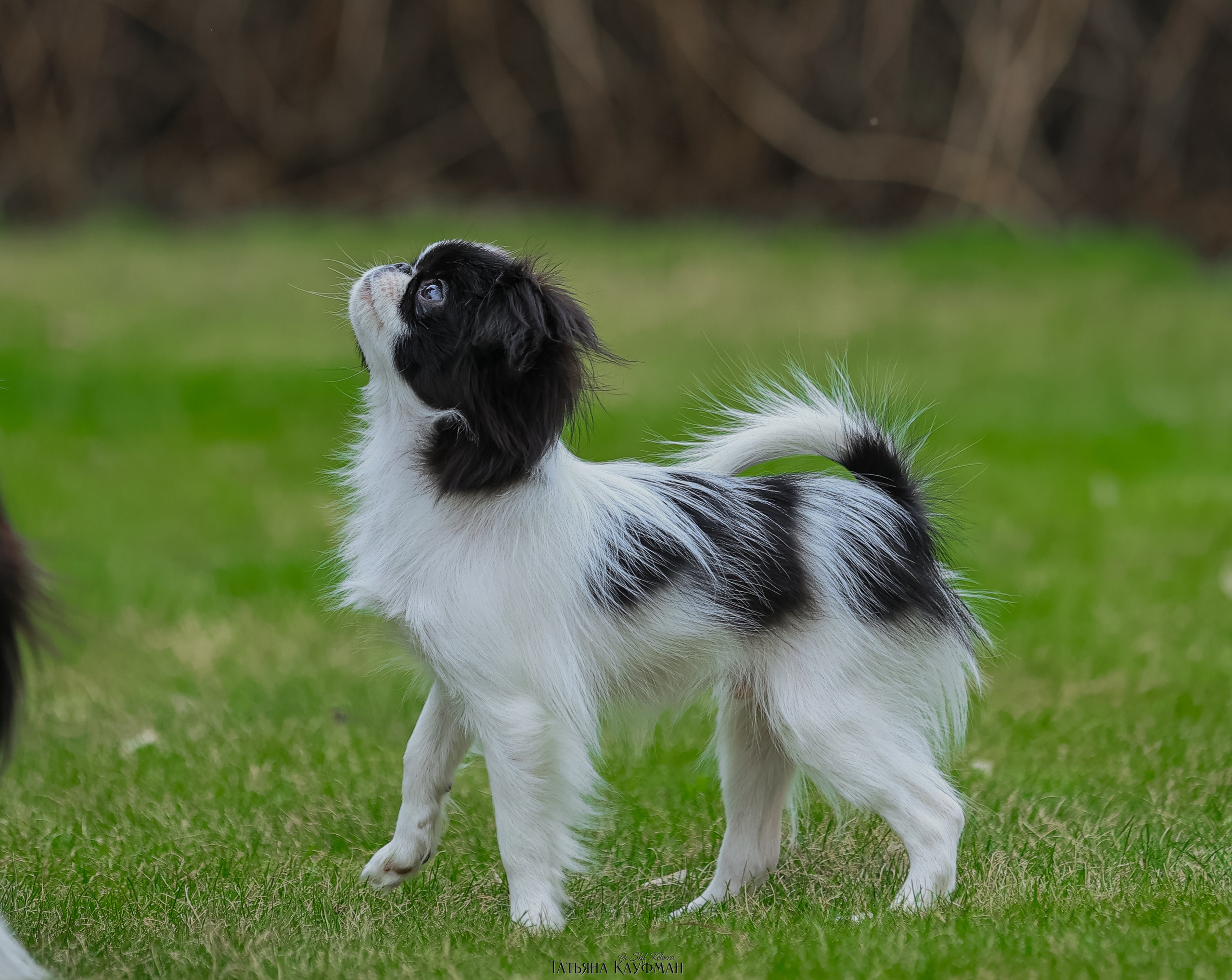 Японский хин, фотография японский хин, собака в цветах, красивая собака, фотограф анималист, фотокурс Анималистика, научиться фотографировать собак, фотограф Новосибирск