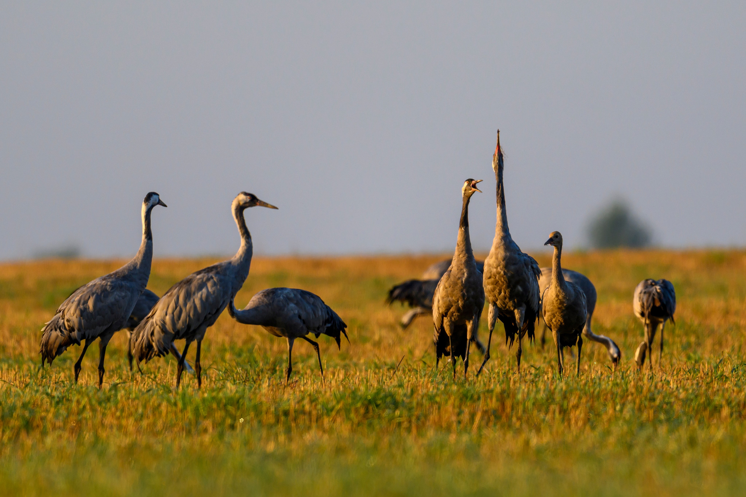 Танцы журавлей. Dances of the Cranes. Фотограф Сергей Пупонин