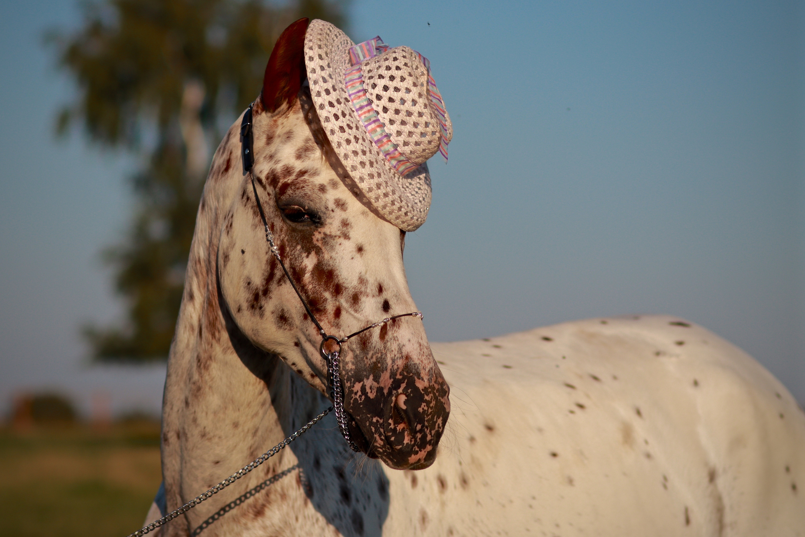 Кони в яблоках))). Свадебный и семейный фотограф-Королева Натали/Раменское-Жуковский-Москва/тел.+7 (985) 153-75-43