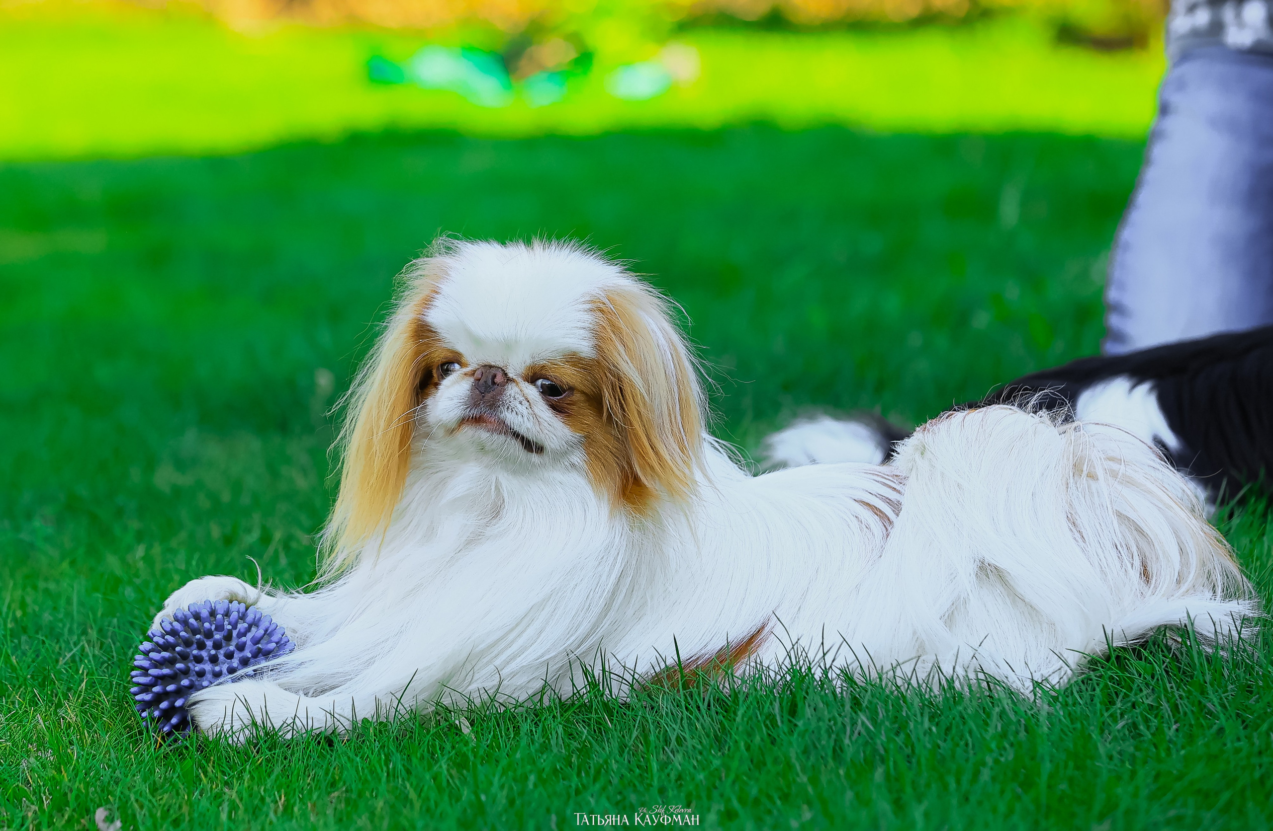 Японский хин, фотография японский хин, собака в цветах, красивая собака, фотограф анималист, фотокурс Анималистика, научиться фотографировать собак, фотограф Новосибирск