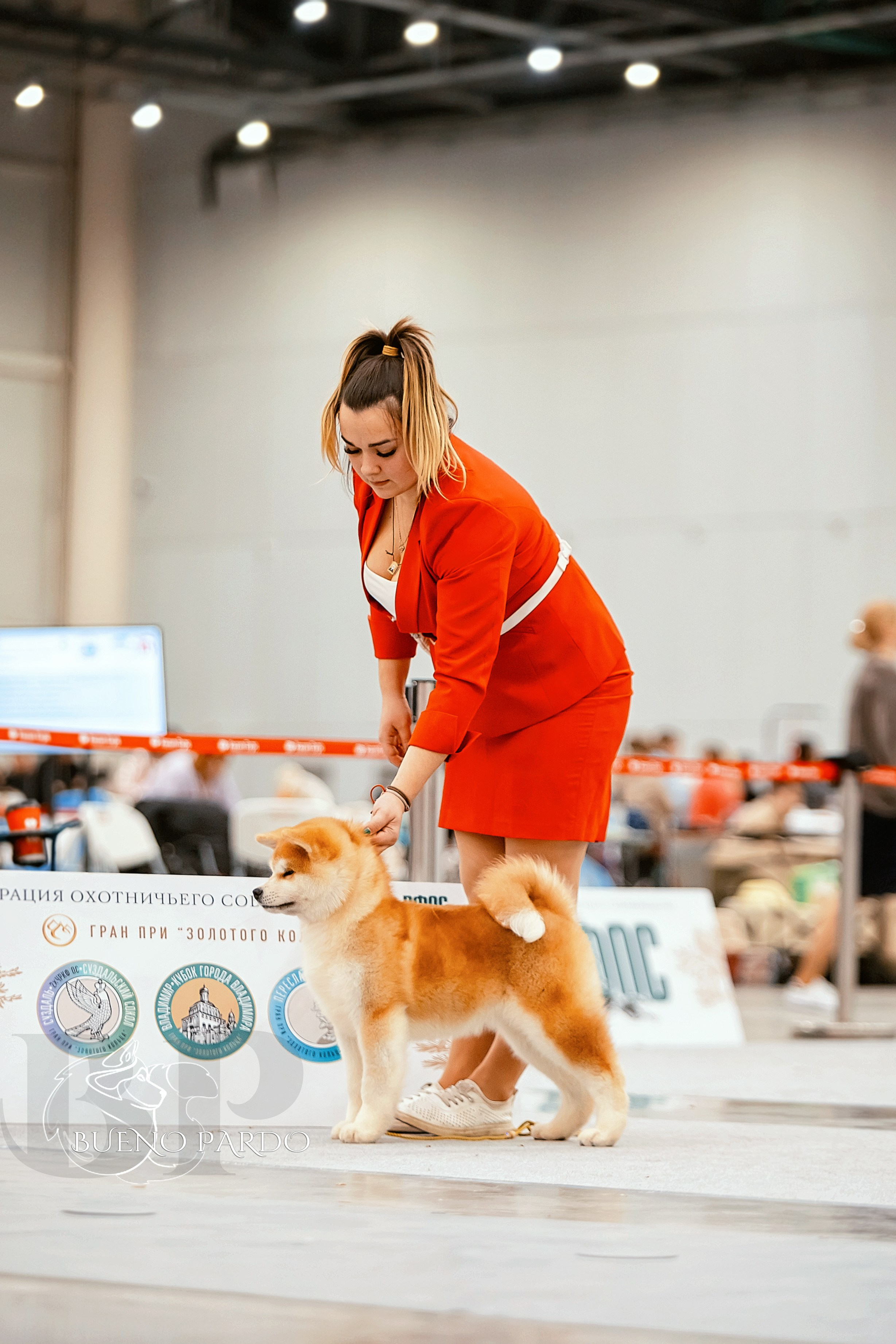 Собаки питомника Bueno Pardo. Питомник собак Акита, Хаски, Корги