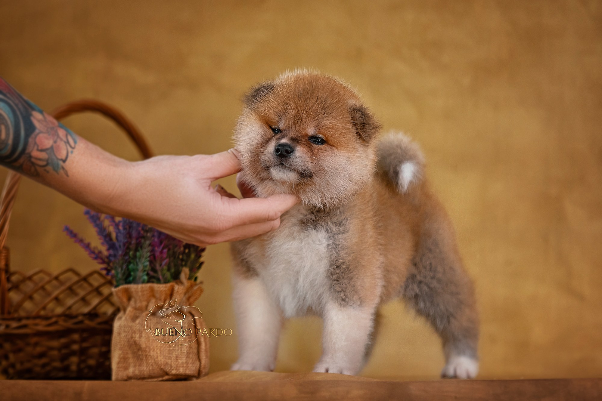 Щенки японской акита ину из питомника. Питомник собак Акита, Хаски, Корги