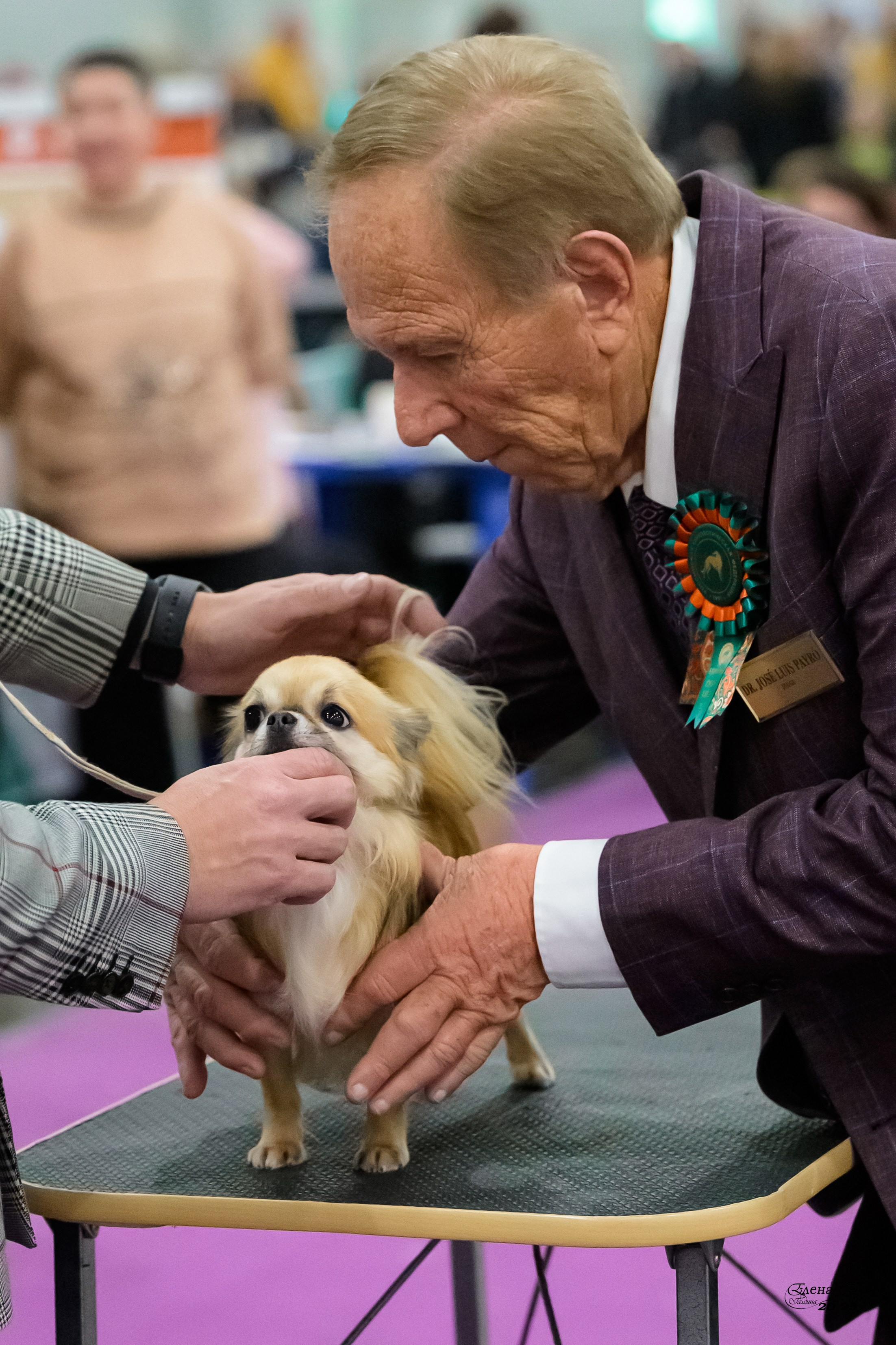 15-16.11.2025 ЕВРАЗИЯ г. Москва. Фотограф анималист Елена Галдина г. Красноярск