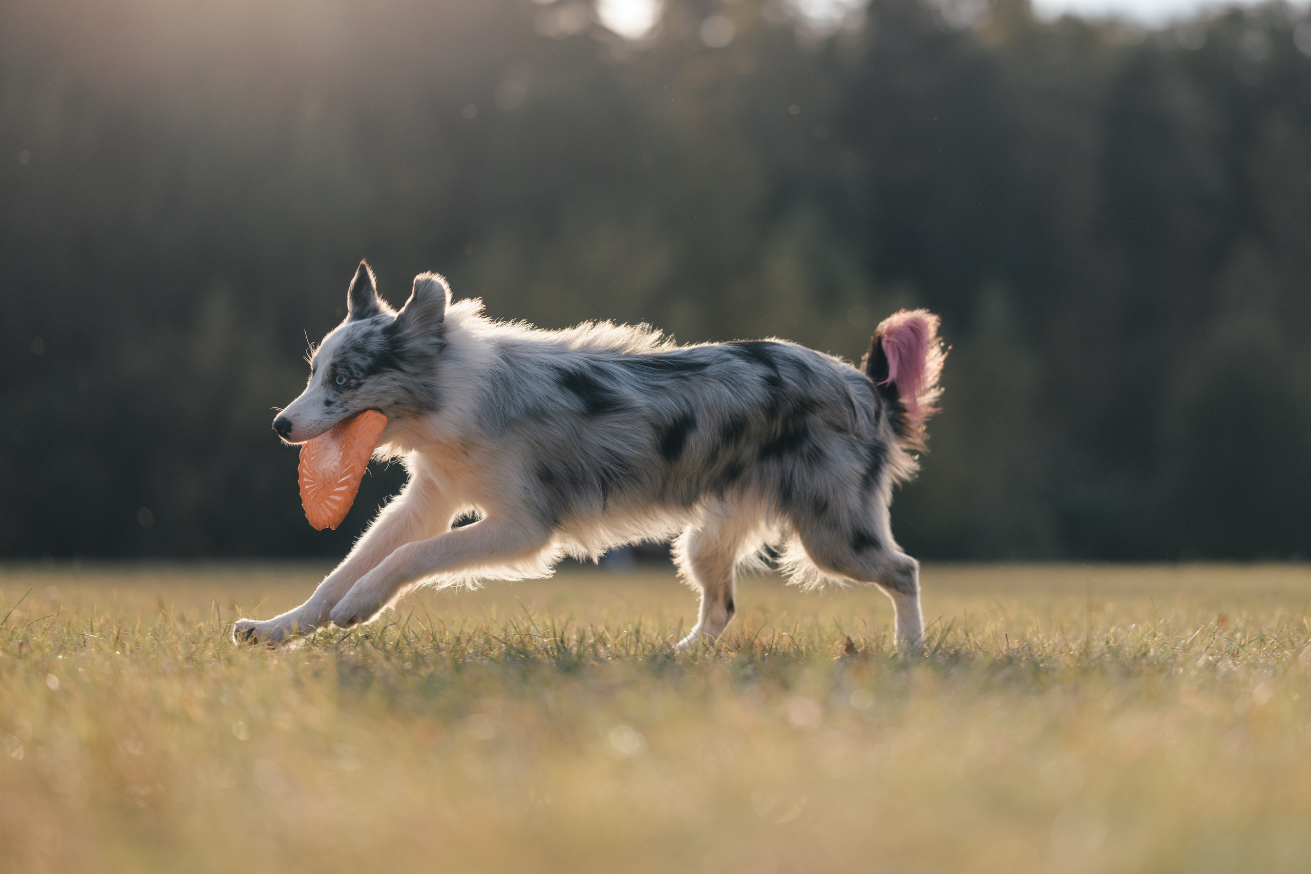 Фотограф Анималист в Москве Анастасия Жучкова