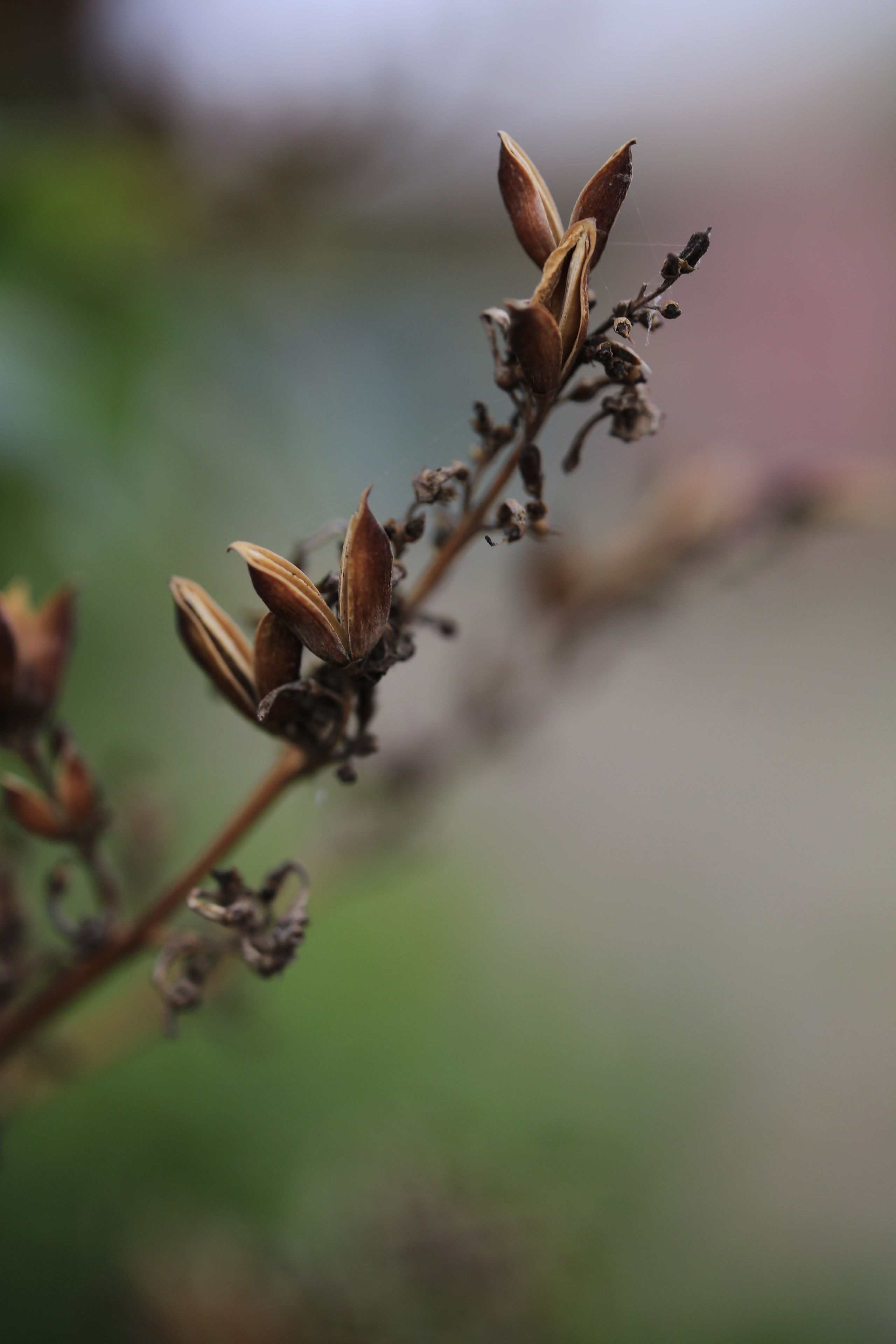 Green. Фотограф Олеся Кавлакан