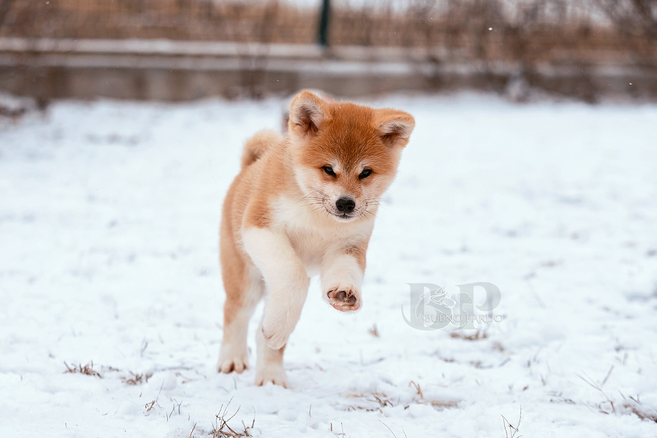 Щенки японской акита ину из питомника. Питомник собак Акита, Хаски, Корги