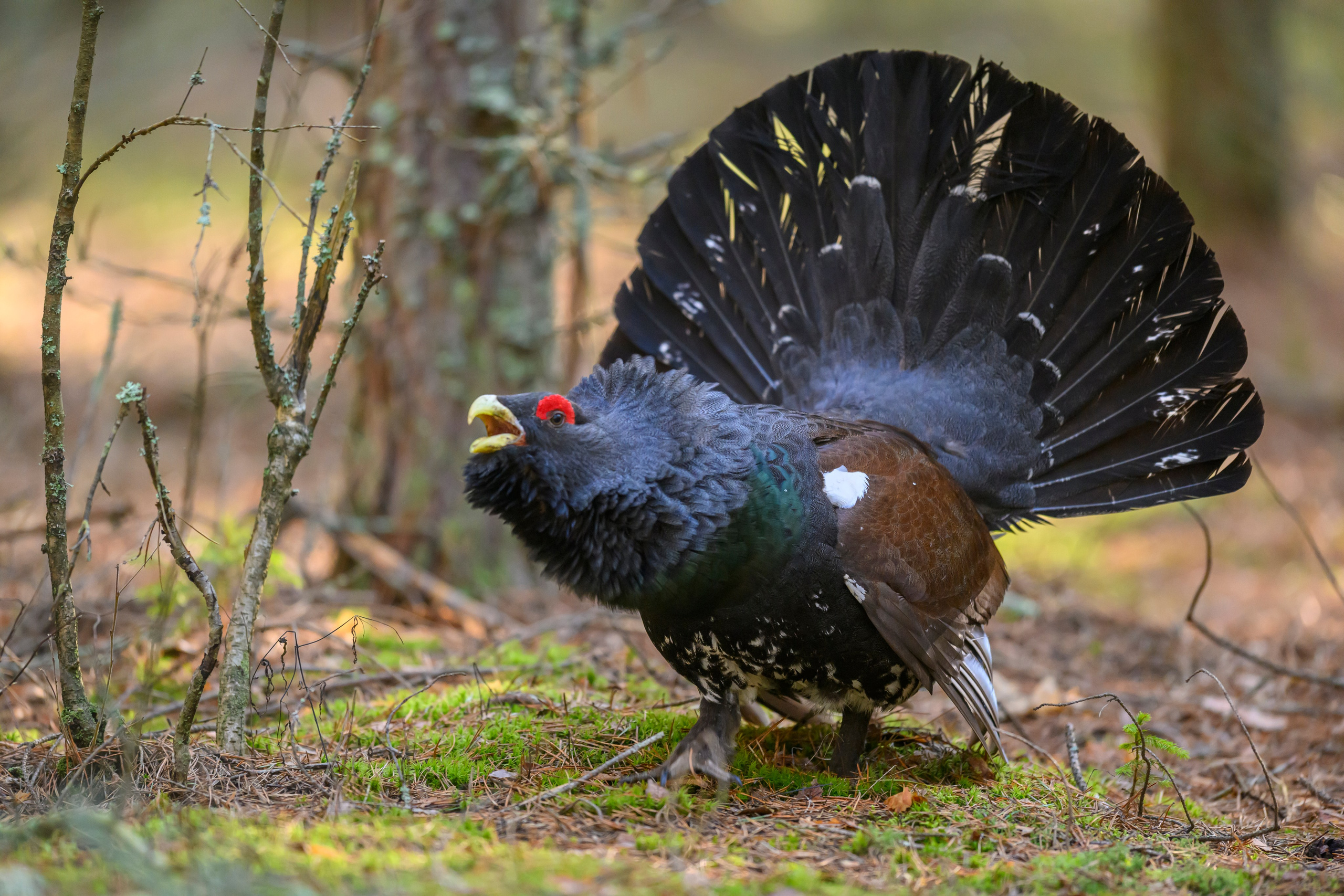 Глухарь / Wood grouse. Фотограф Сергей Пупонин