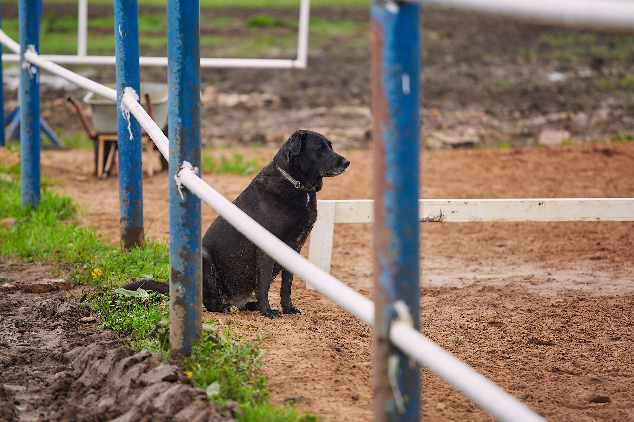 Выездка в КФК «Фарфор»