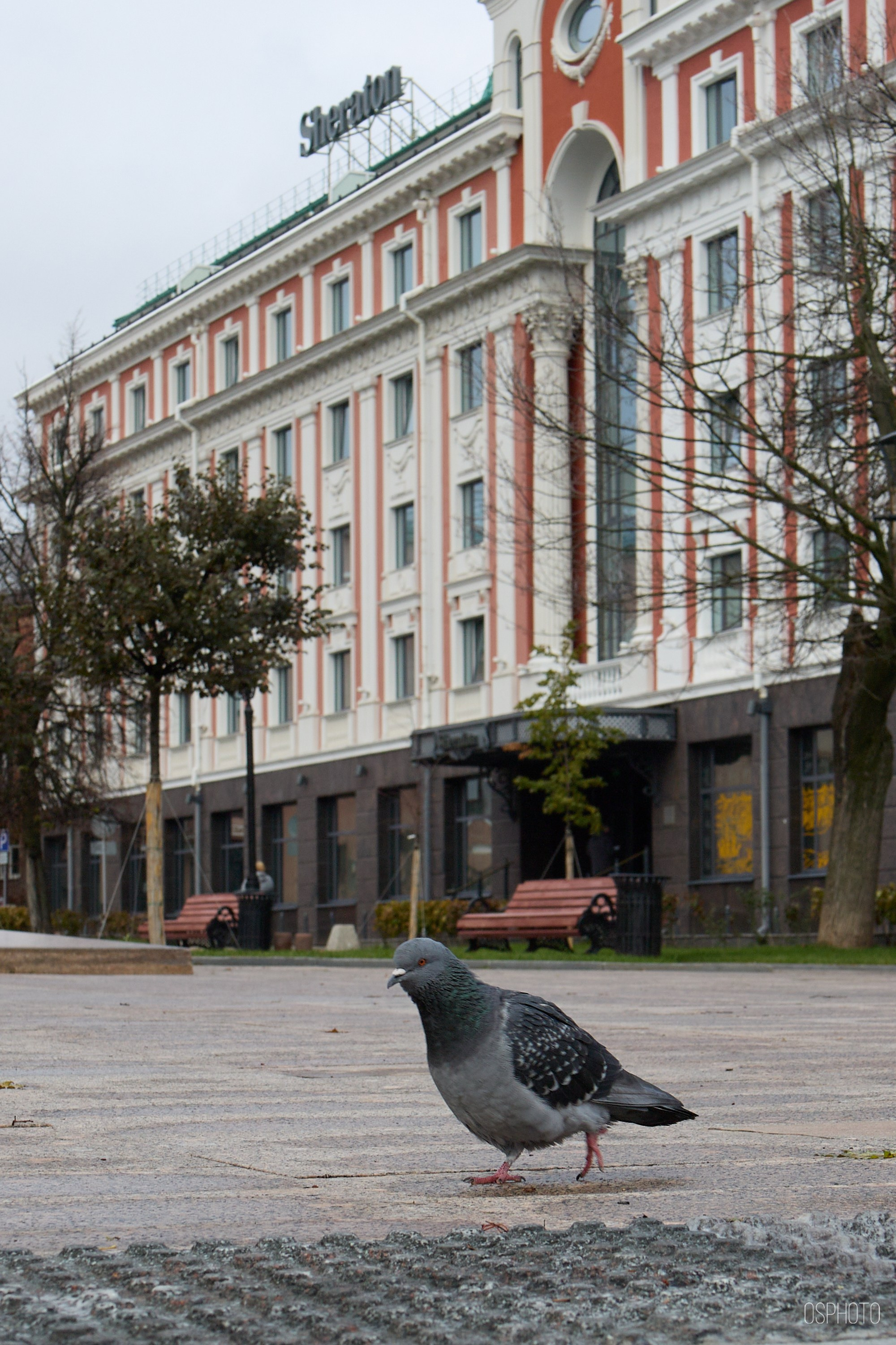 Нижний Новгород. Фотографъ Сергѣевъ. Поймать мгновеніе