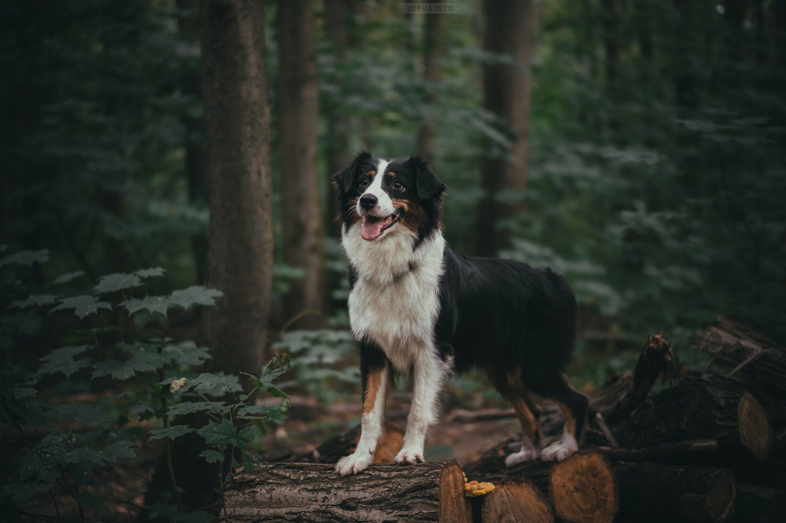 Нами. BLGKV питомник собак