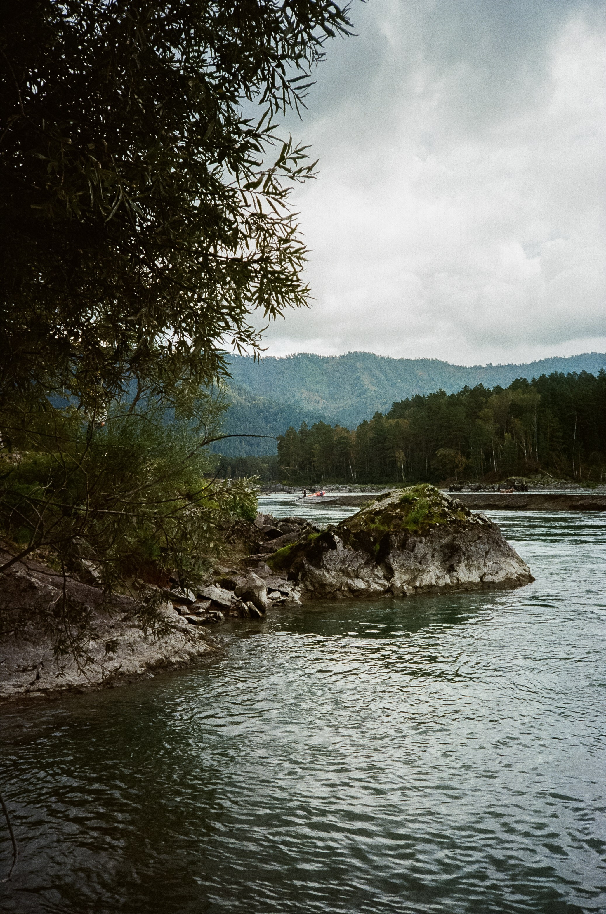 Катунь и сосны на базе Беррель. Ботанический сад. Фотограф-документалист Мария Осокина