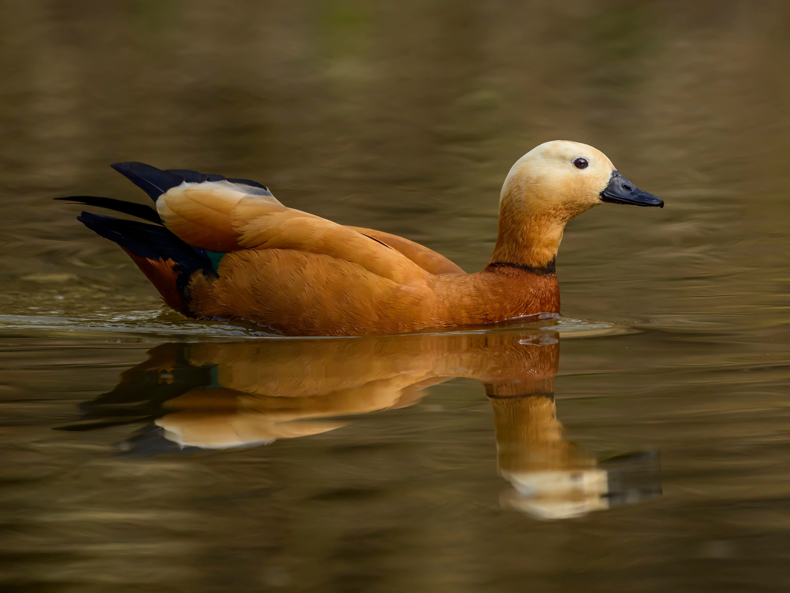 Мандаринки. Wildlife photography by Sergey Puponin