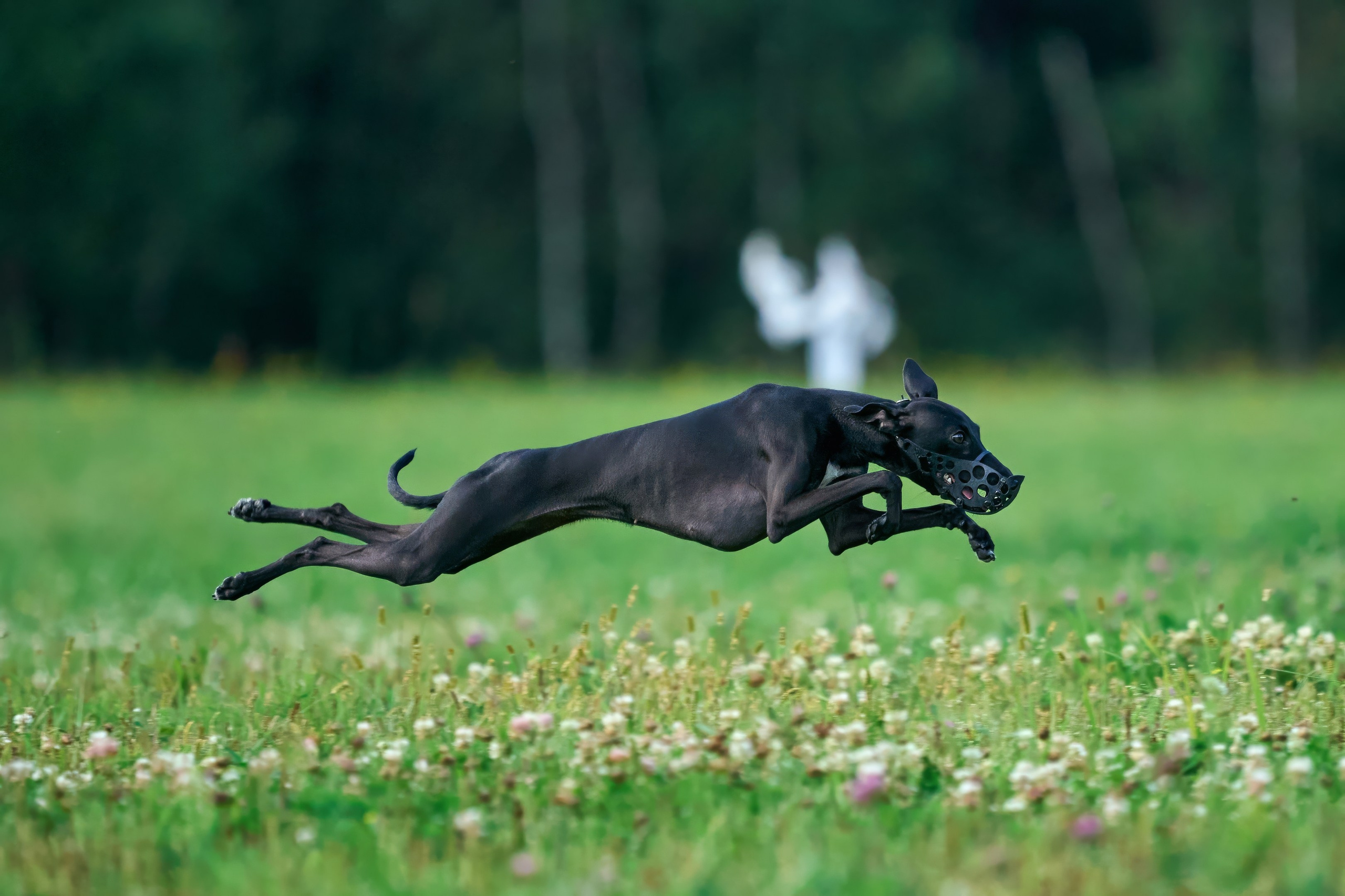Тренировка в Донино. Фотограф-анималист Михаил Манухин