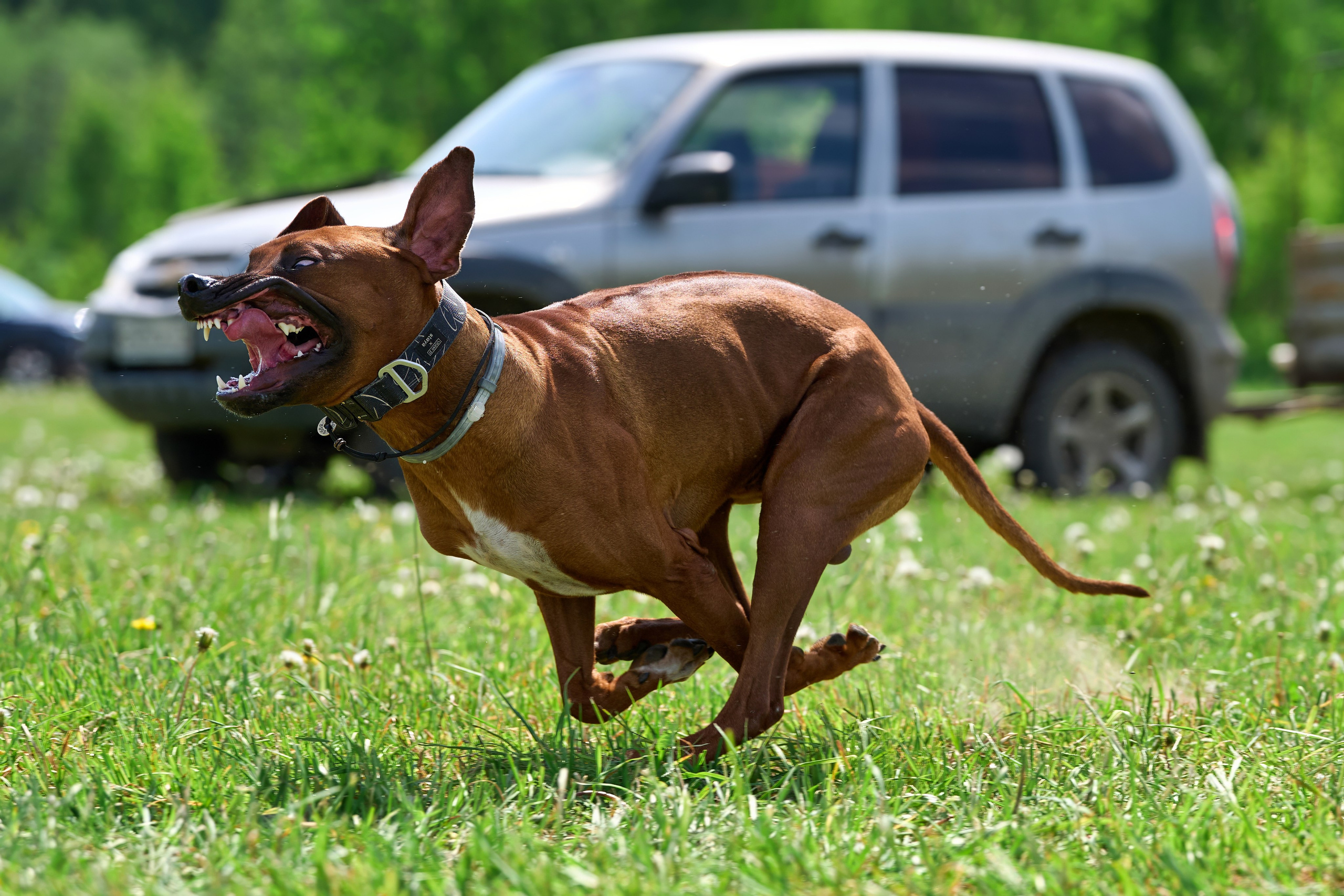 Квалификация по рейсингу. РАЛББ и Курсинг на Ярославке. Фотограф-анималист Михаил Манухин
