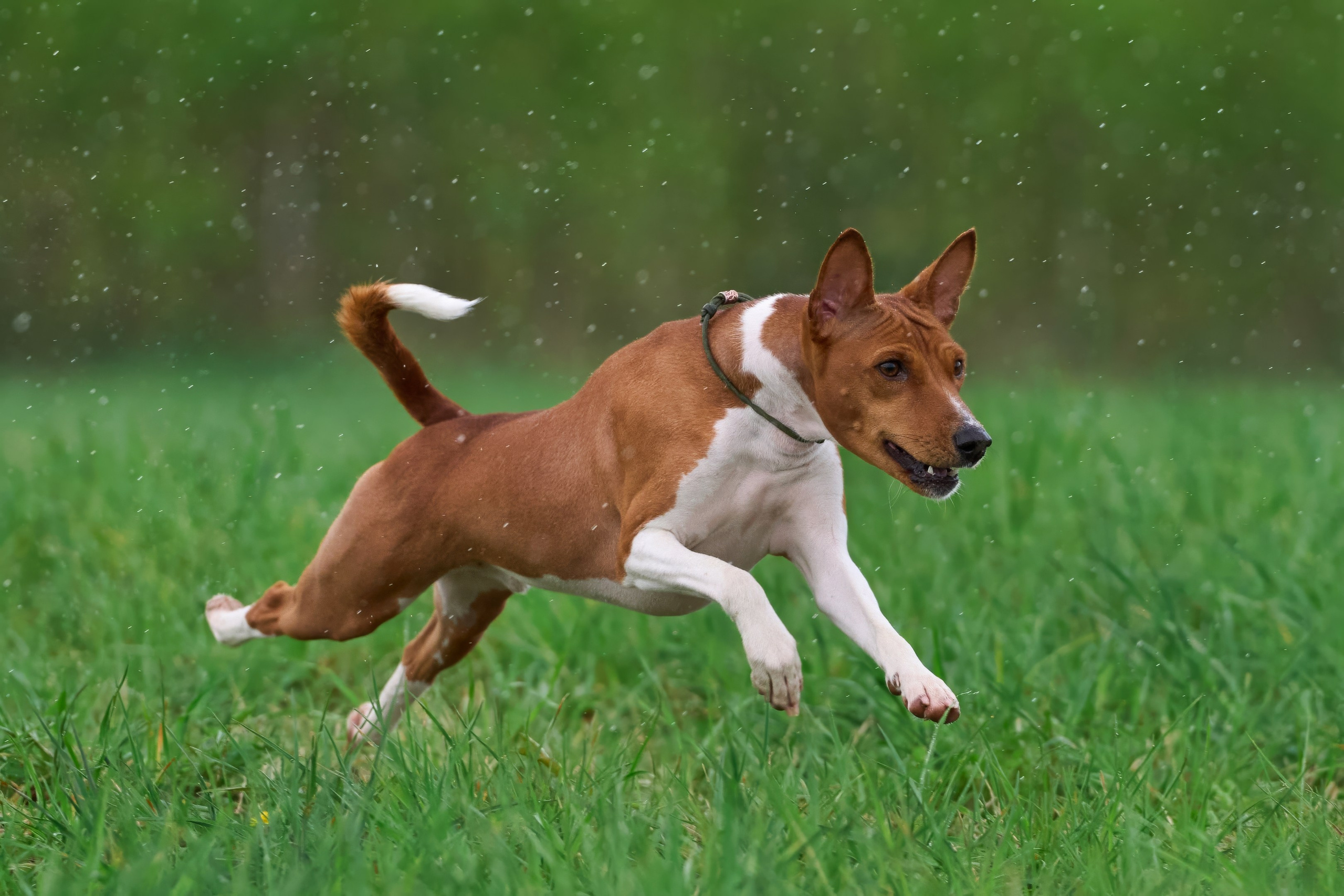 Тренировка по курсингу «на Ярославке». Фотограф-анималист Михаил Манухин