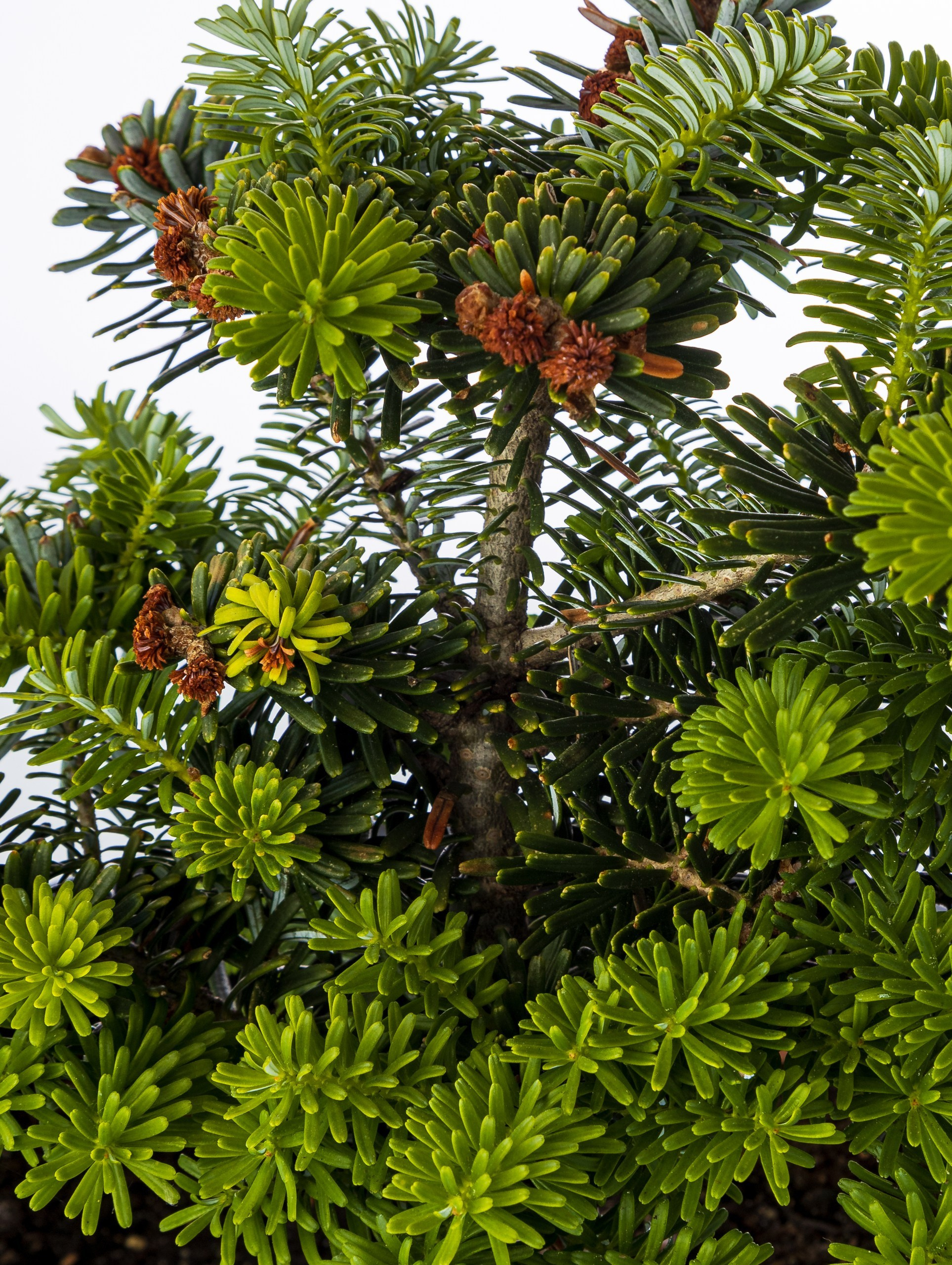 Студия коммерческой съемки ХВОЯ