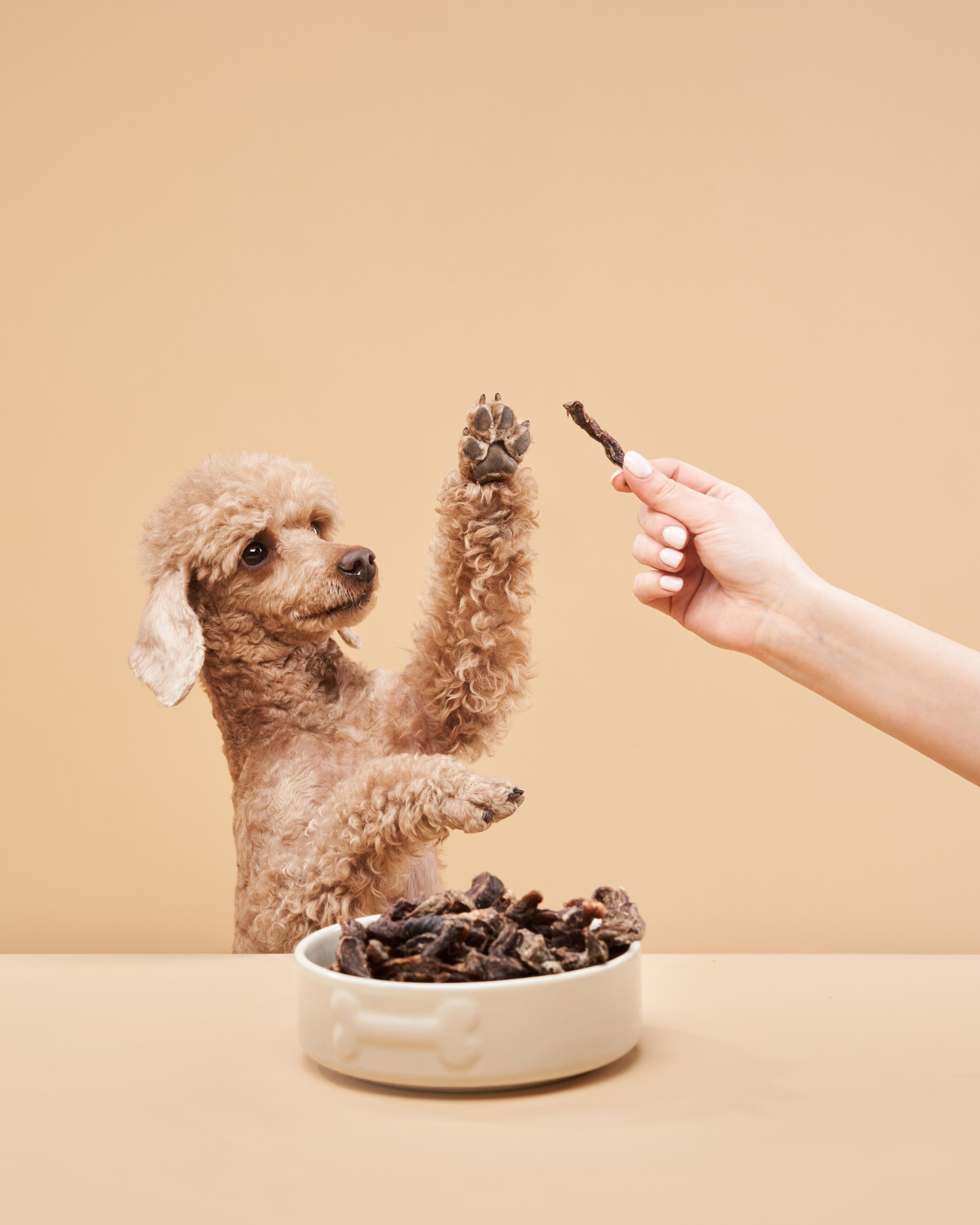 Pet Advertising Photography | Commercial Shoots with Dogs & Cats. Dog photographer Averianova Anna — Art photography of dogs