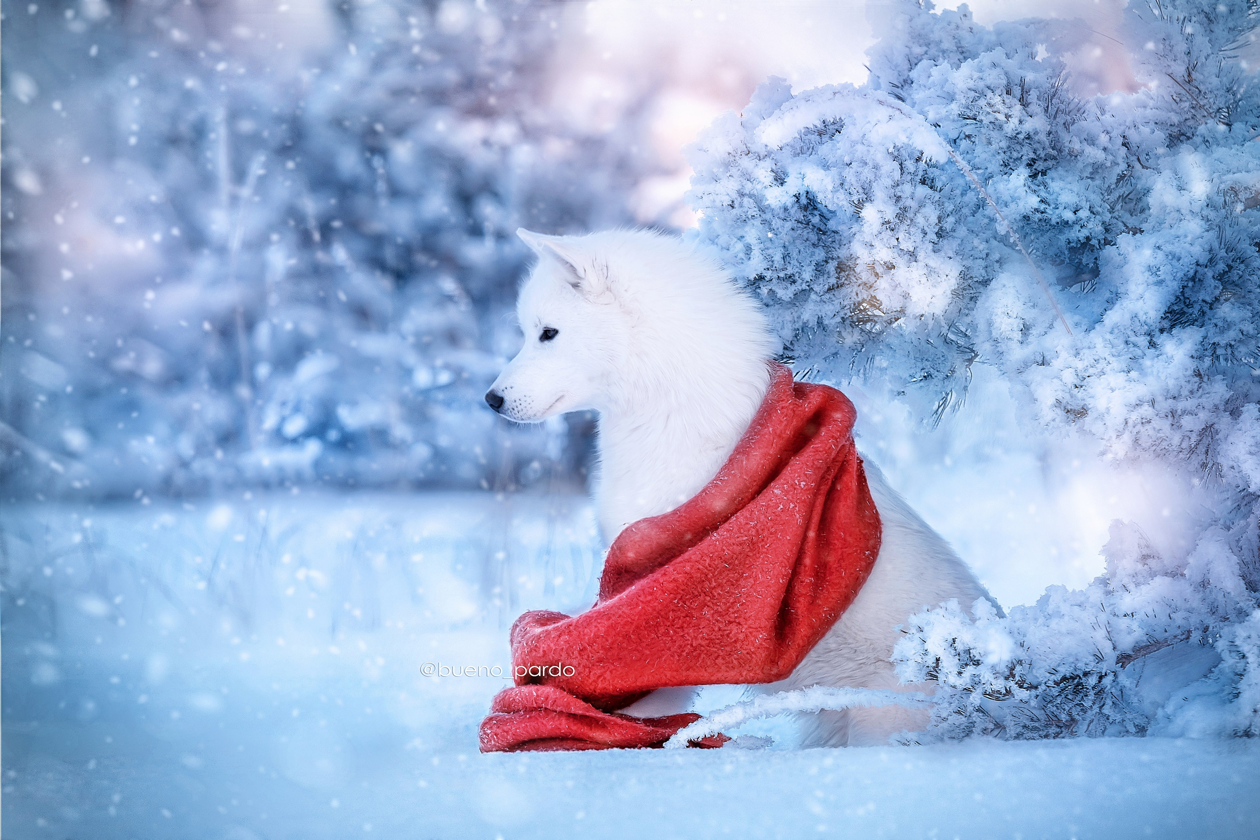 Собаки питомника Bueno Pardo. Питомник собак Акита, Хаски, Корги